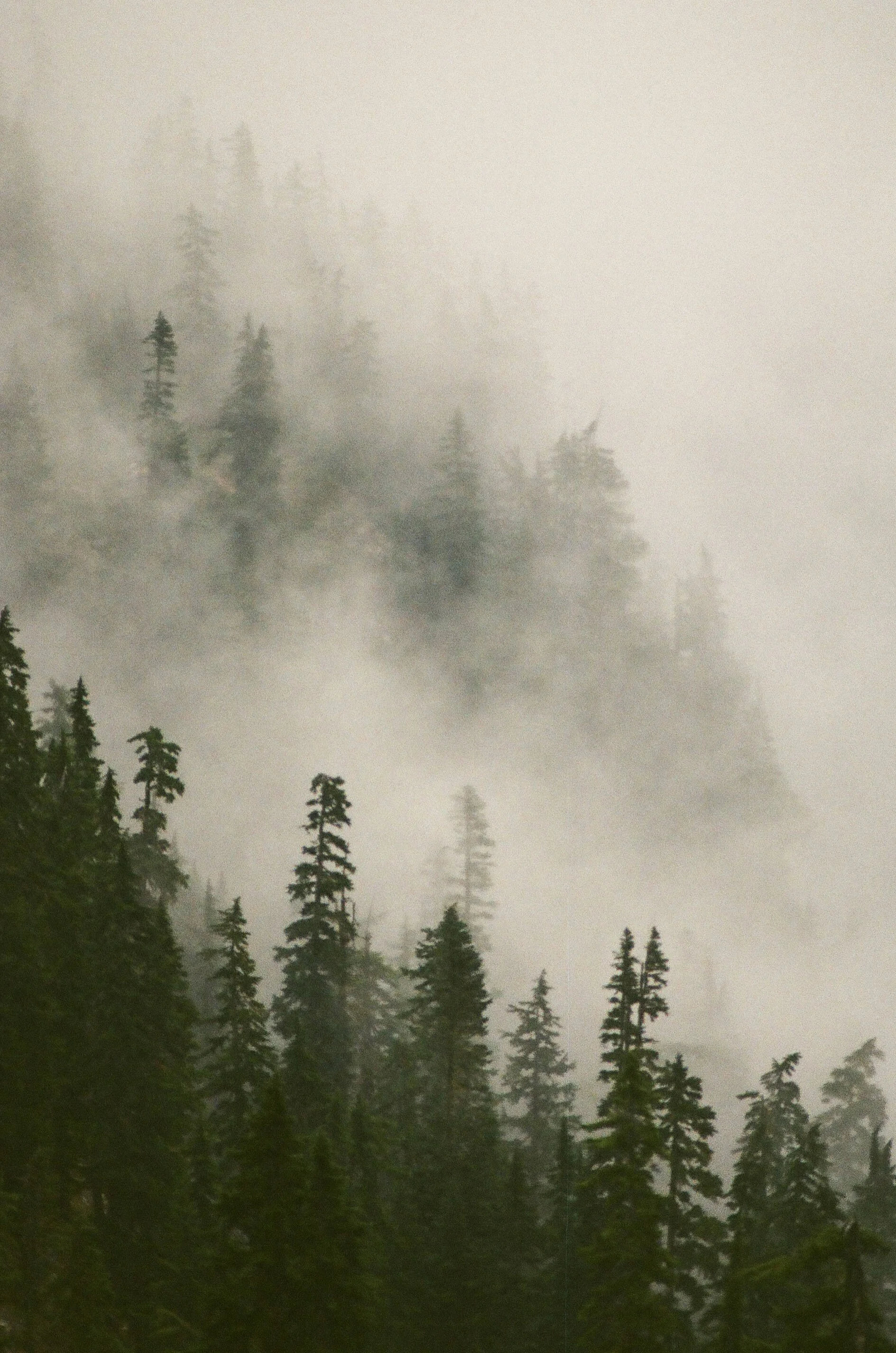 Foggy forested mountain landscape with tall evergreen trees and mist.