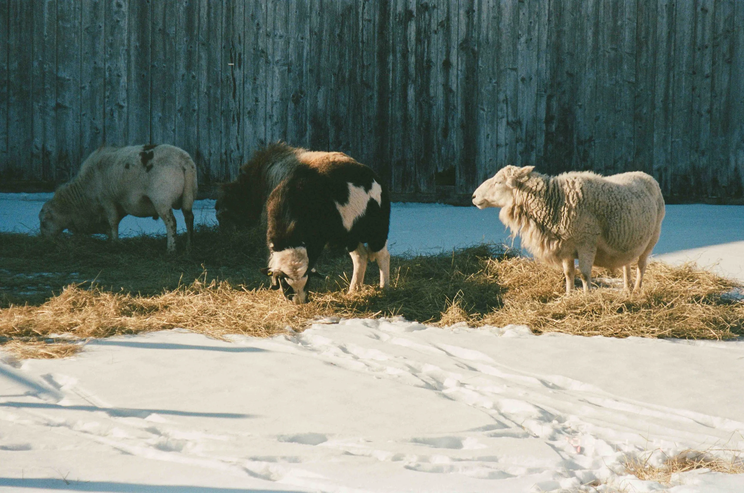 A cow, a pig, and a sheep standing on hay in a snowy outdoor setting with a wooden fence in the background.