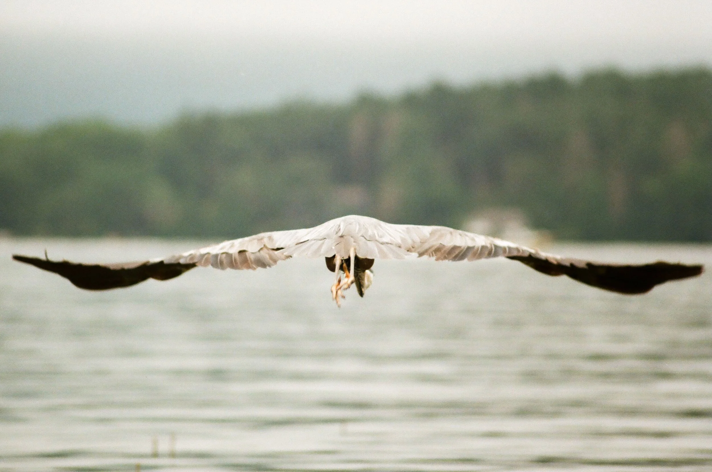 A bird flying over a body of water with a distant tree line in the background.