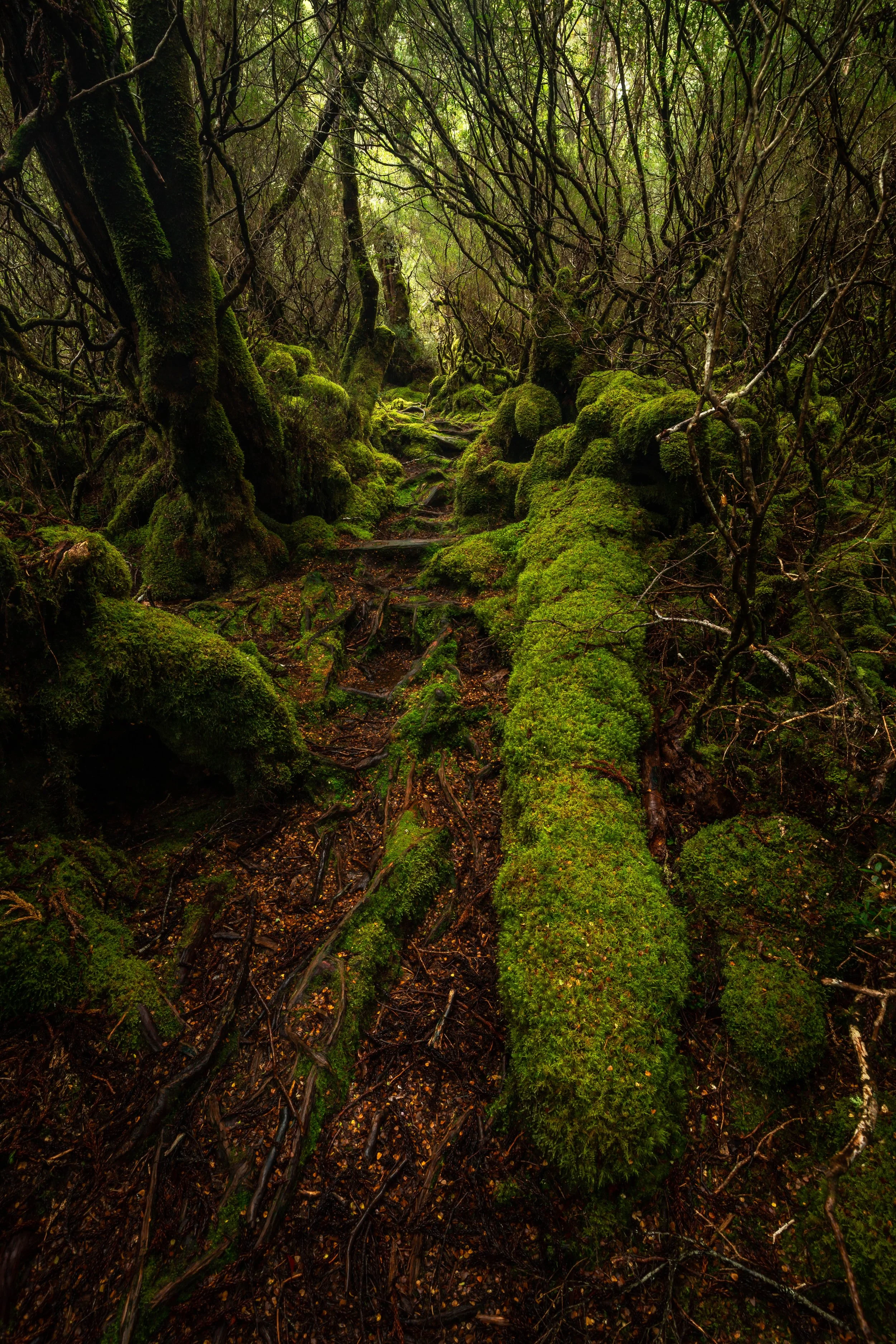 Deep Forest