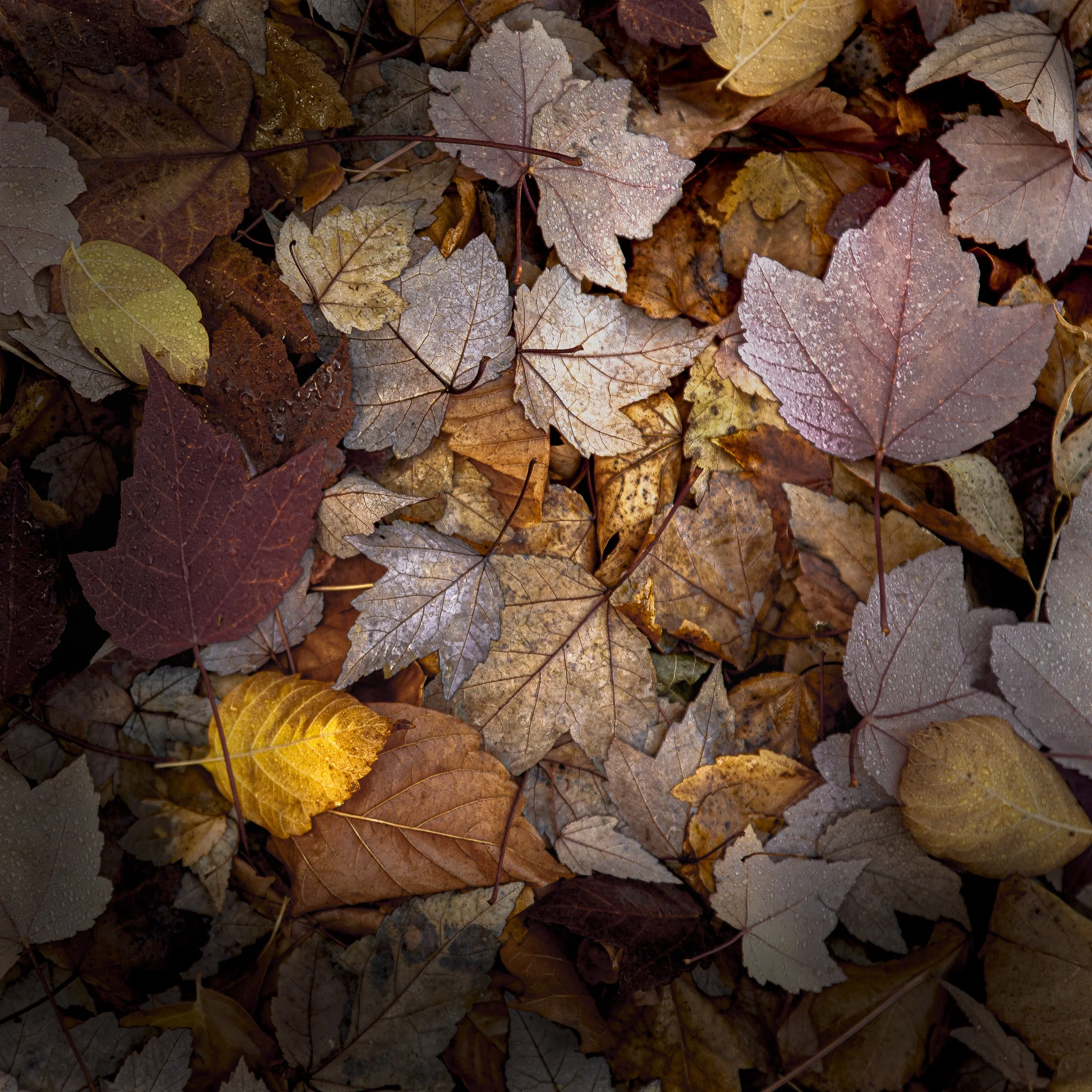 Grounded Colour