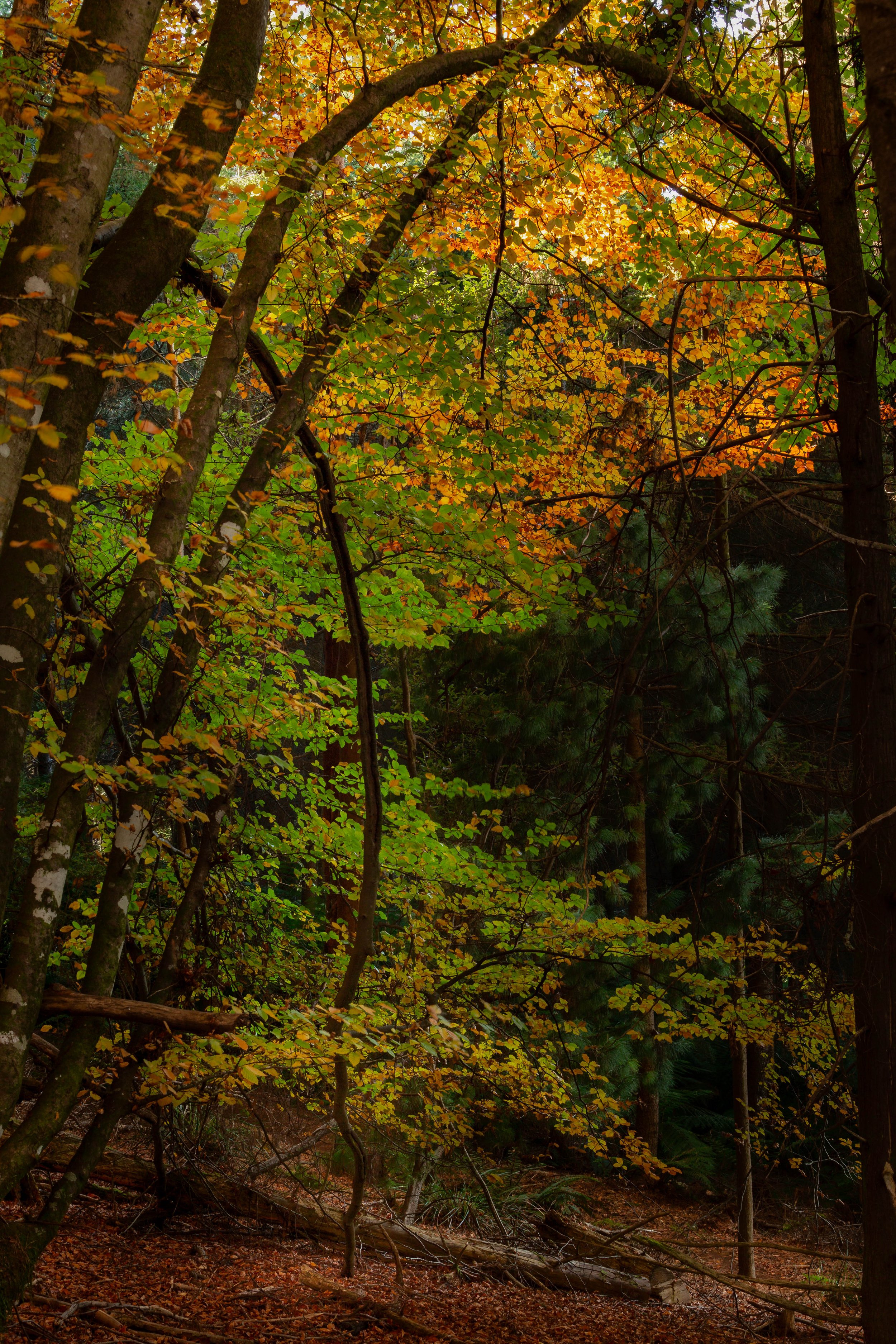 Golden Arch