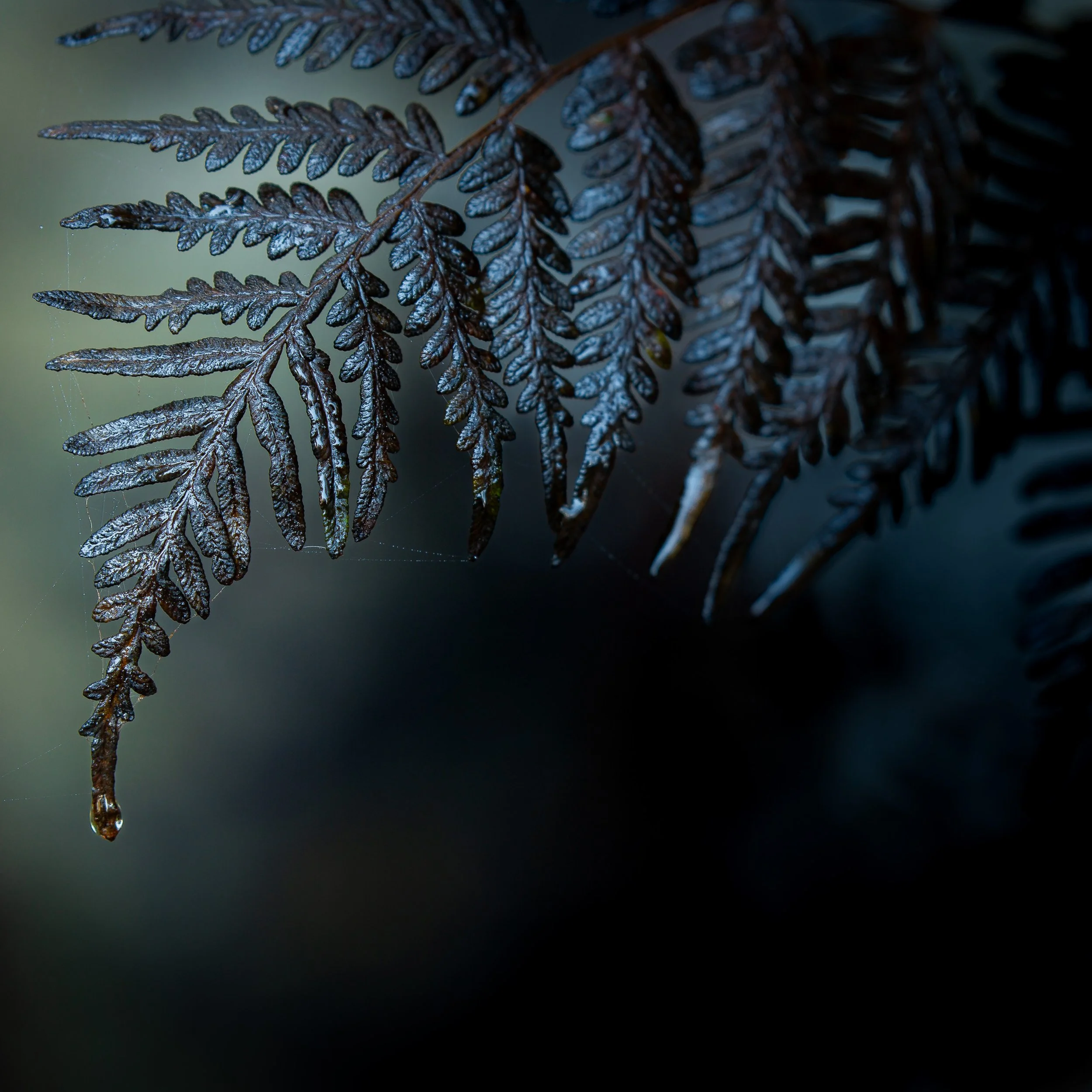 tasmania-abstruct-fern-2026-06-27.jpg