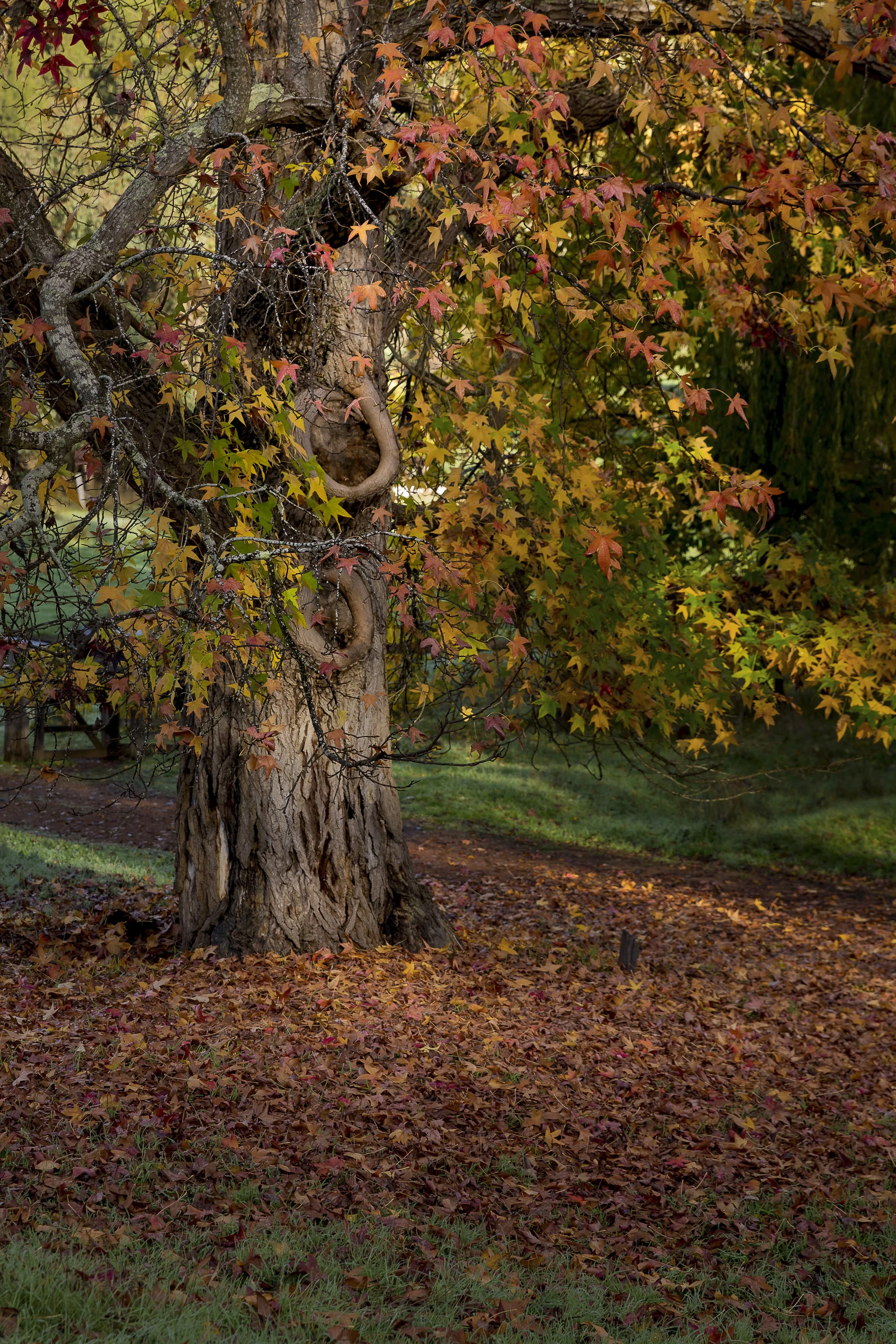 Changing Canopy