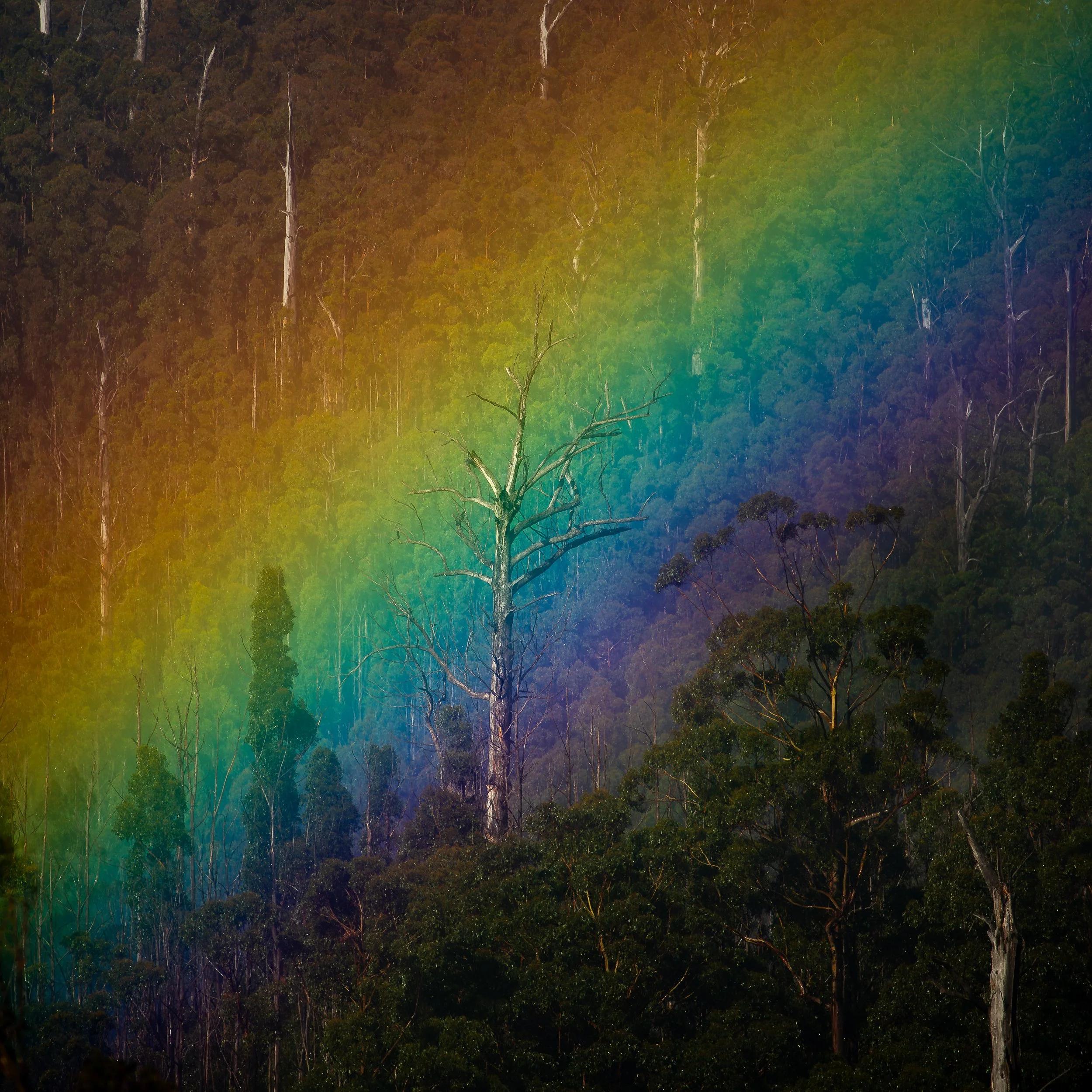 tasmania-forest-rainbow-2026-07-10.jpg