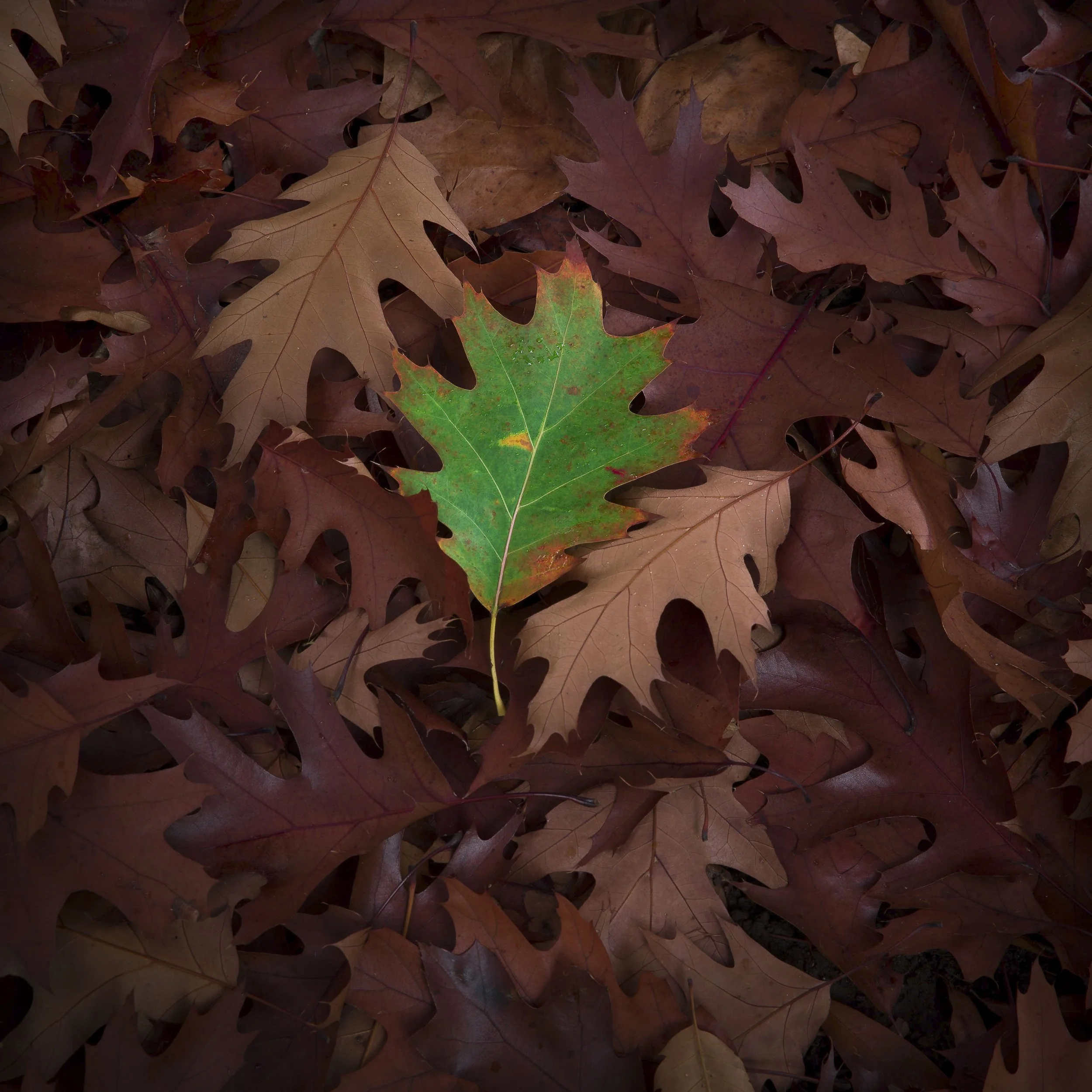 Green Defiance