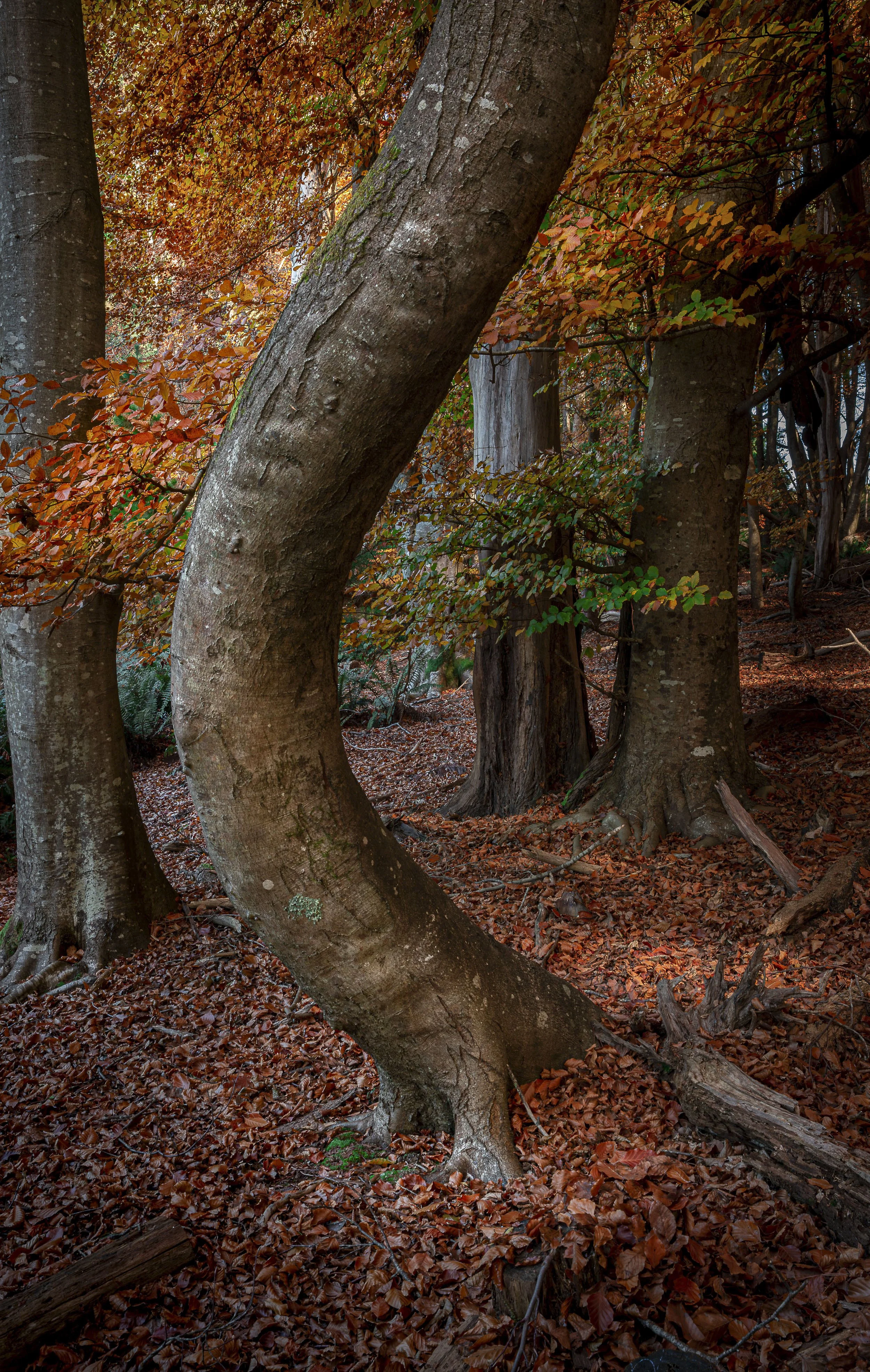 Twisted Form