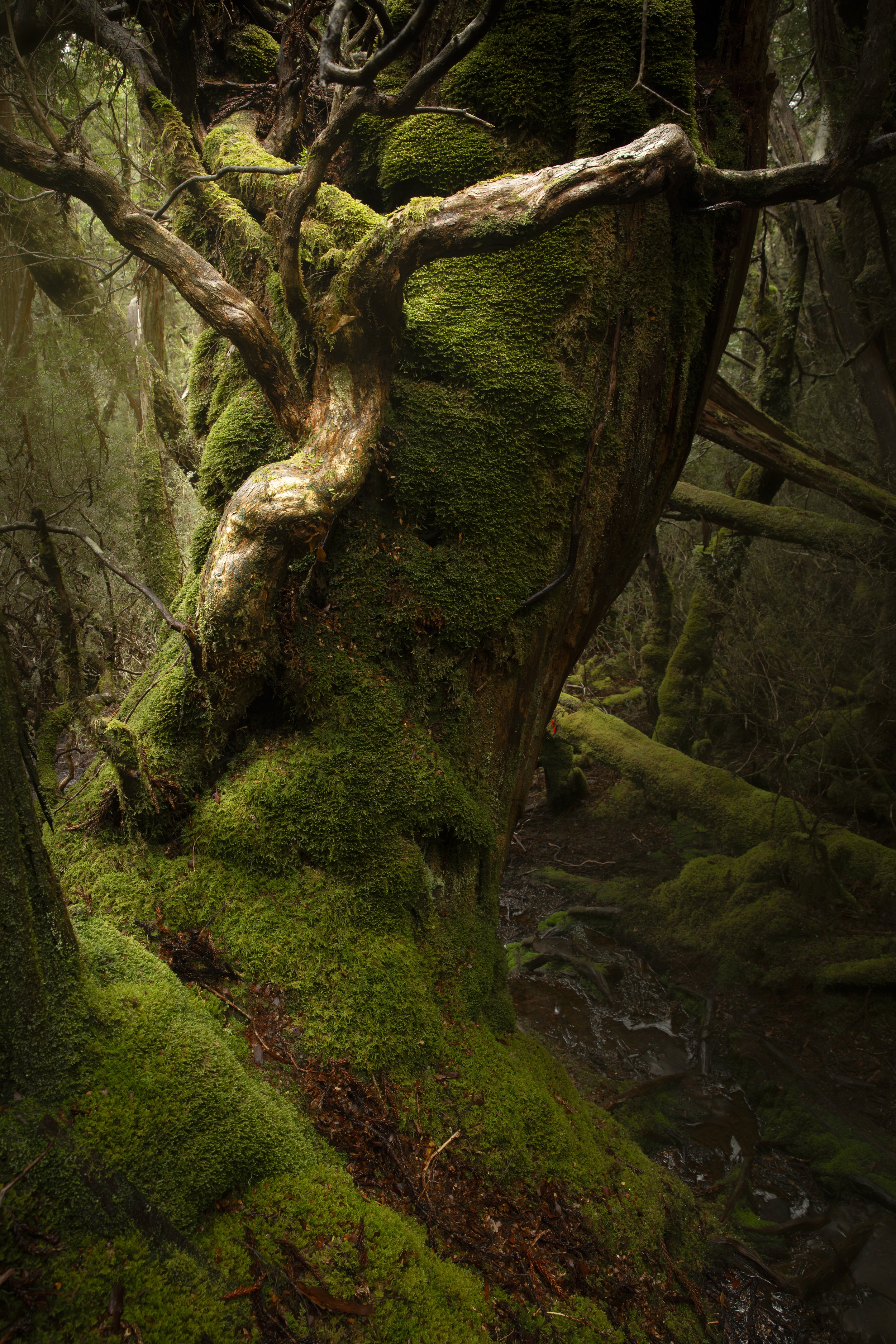 Green Embrace