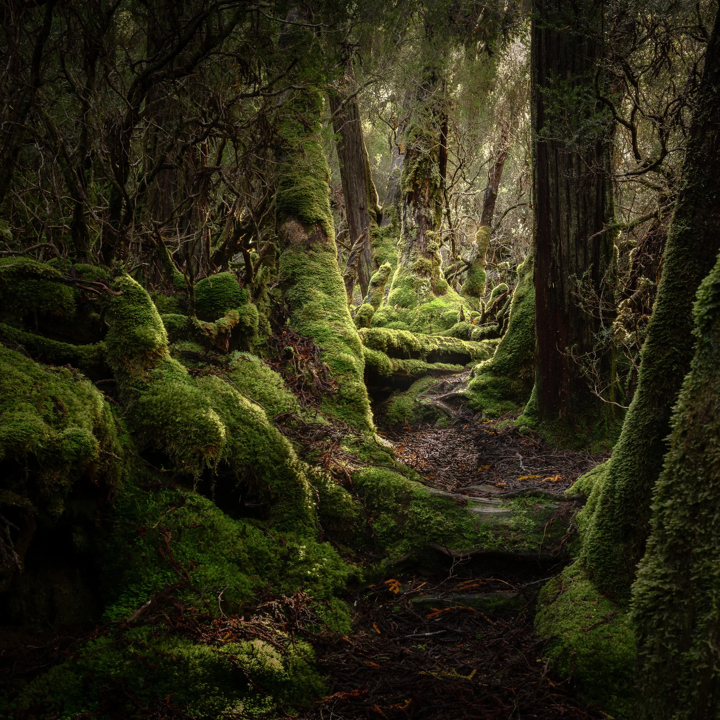 Trees