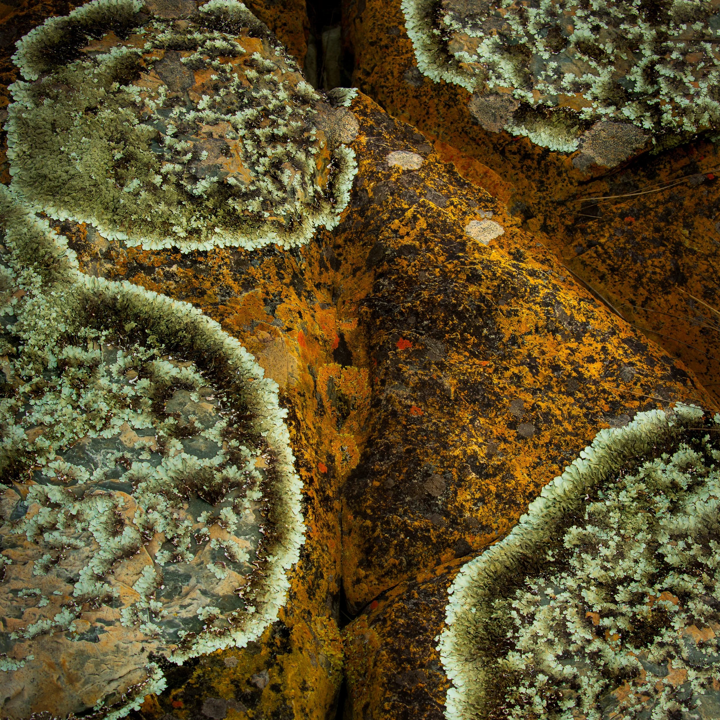 tarkine-coastal-rocky-pattens-2026-07-19.jpg