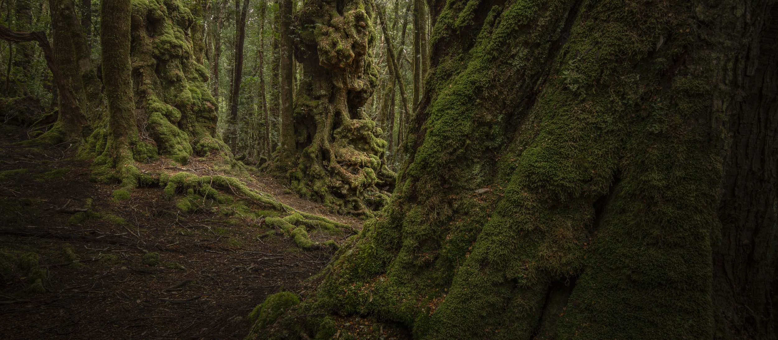 Ancient Woodland