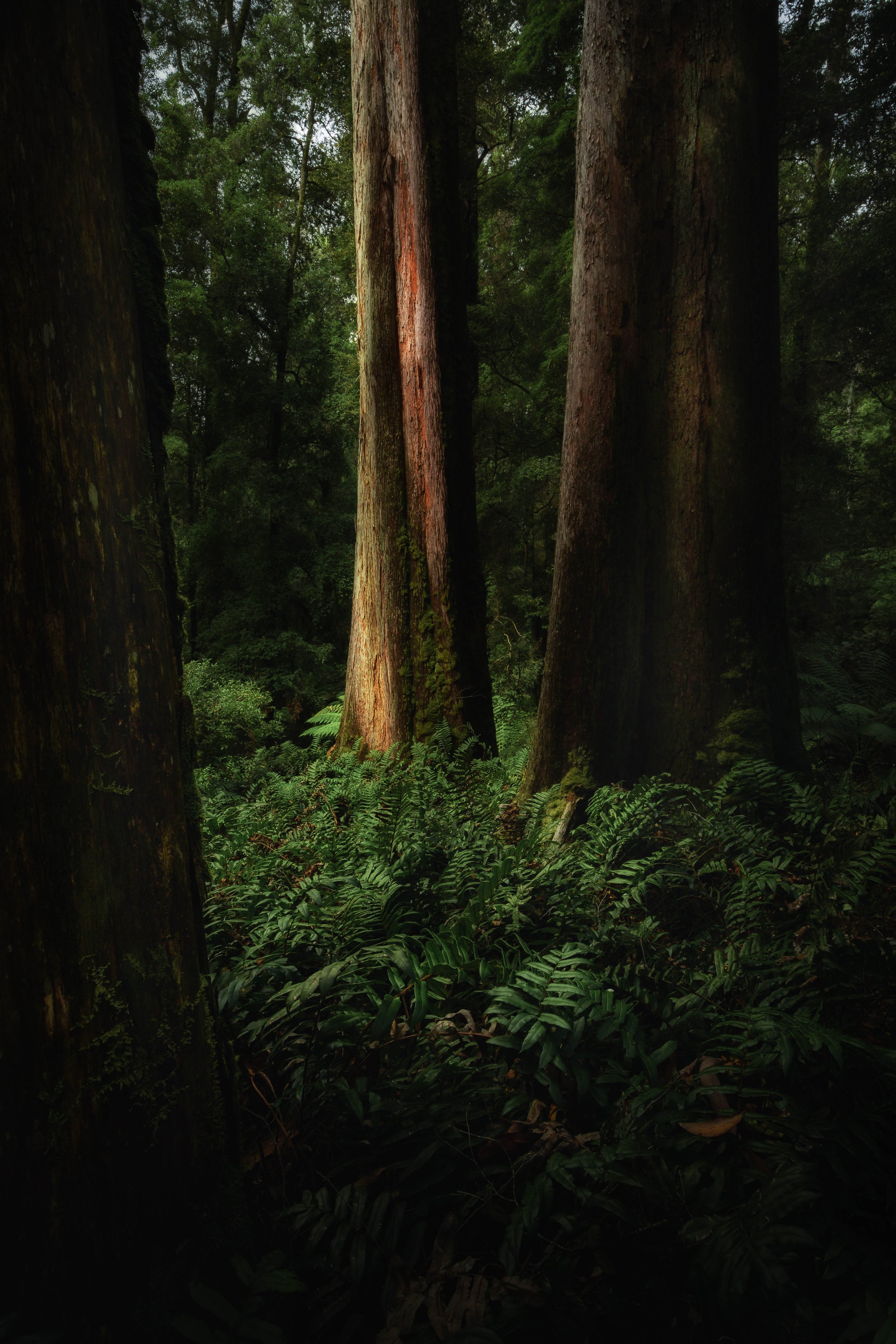 Forest Layers