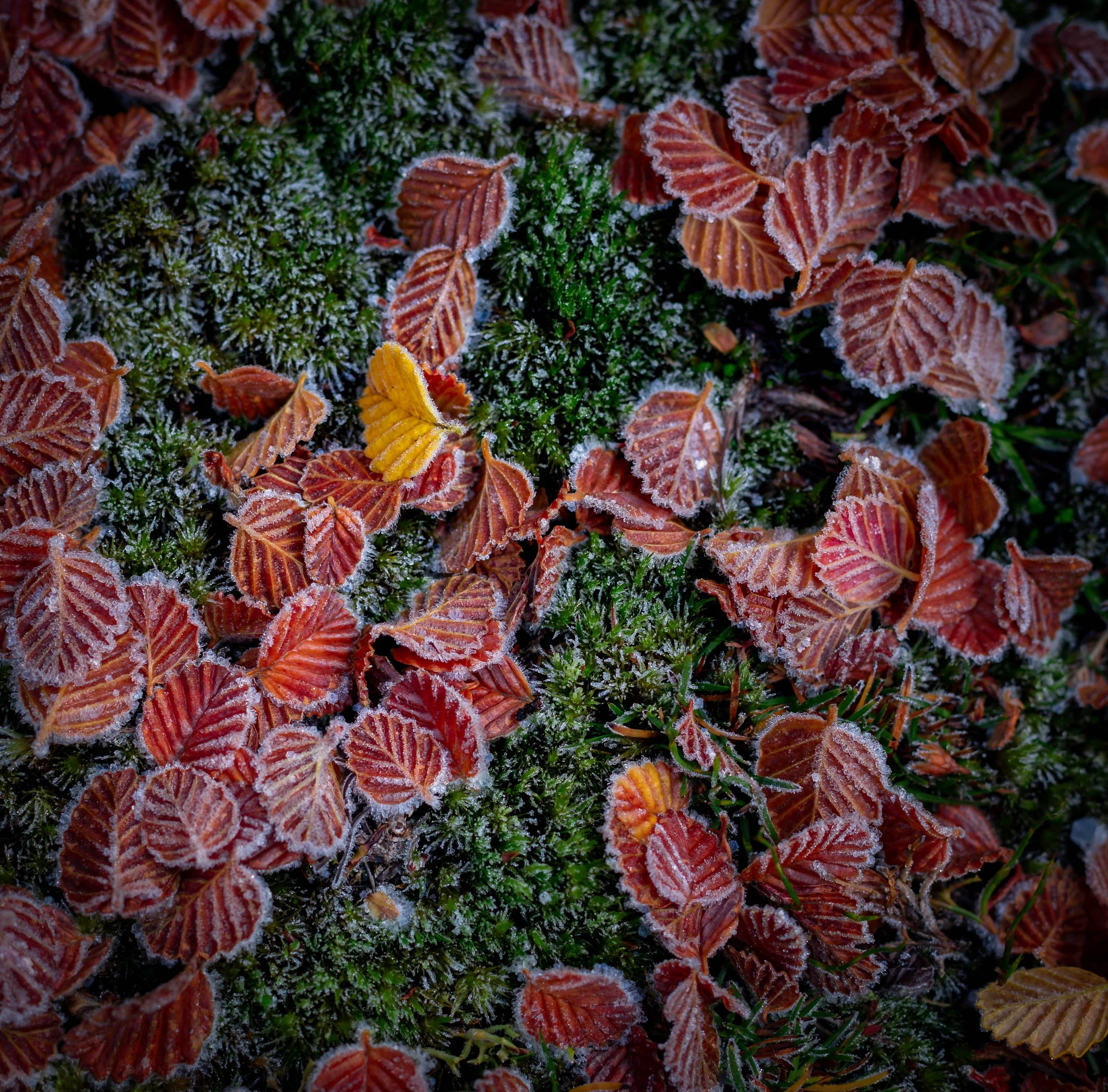 Crystal Leaves
