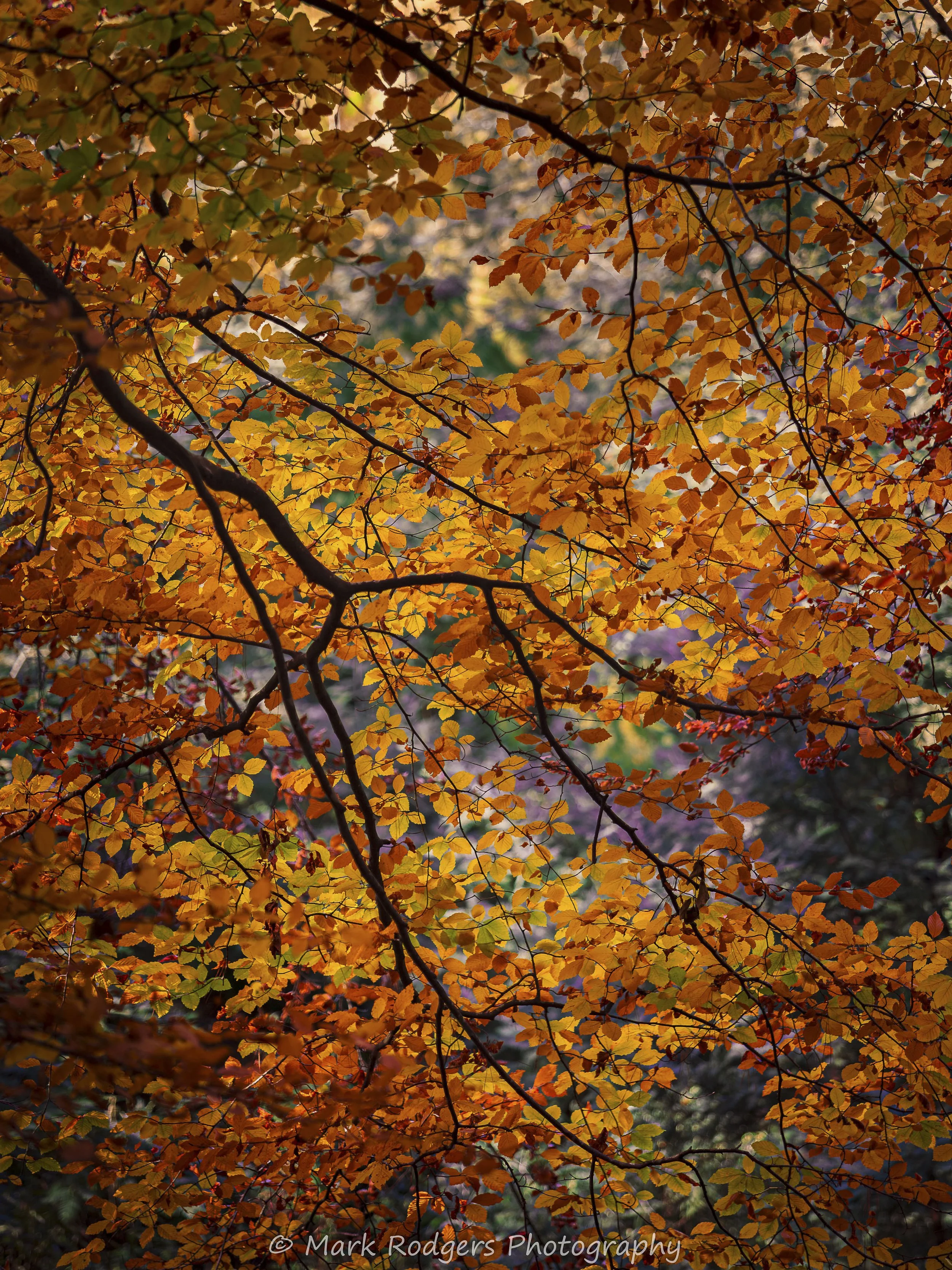 Autumn