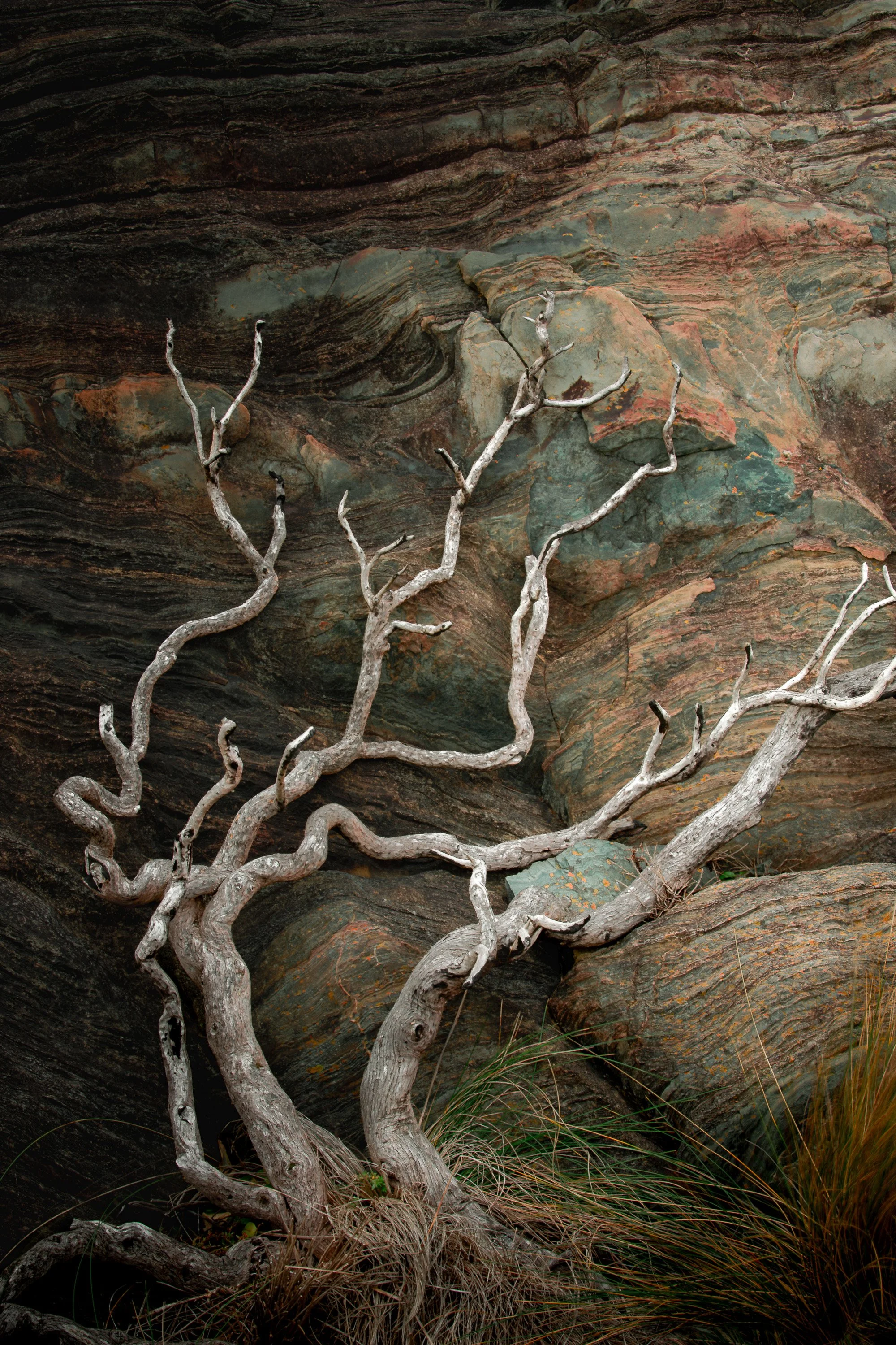 tarkine-coastal-windswept-trees-2026-07-20.jpg