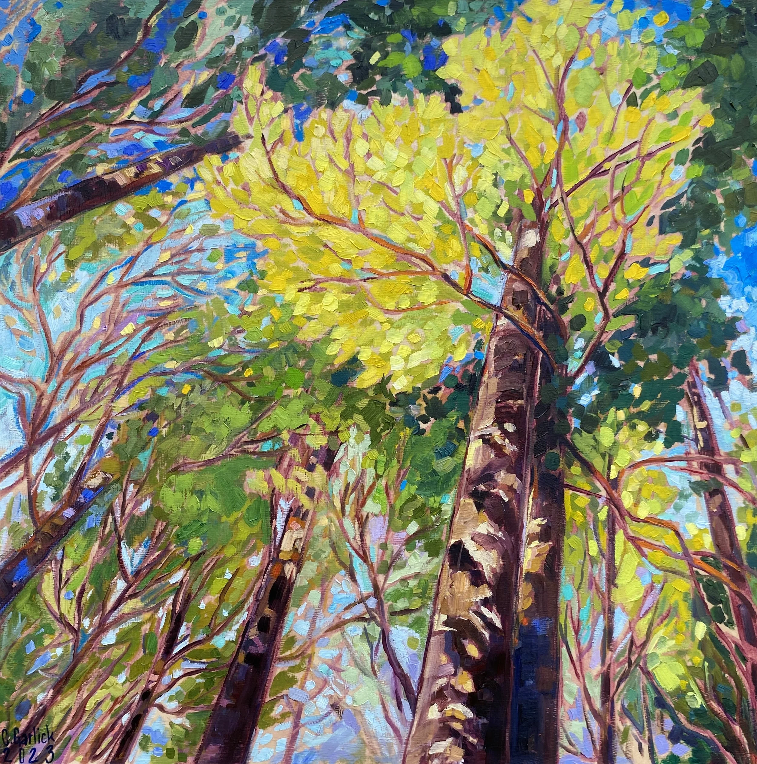 St. Marys Show, Peaceful Forest Walk.jpg