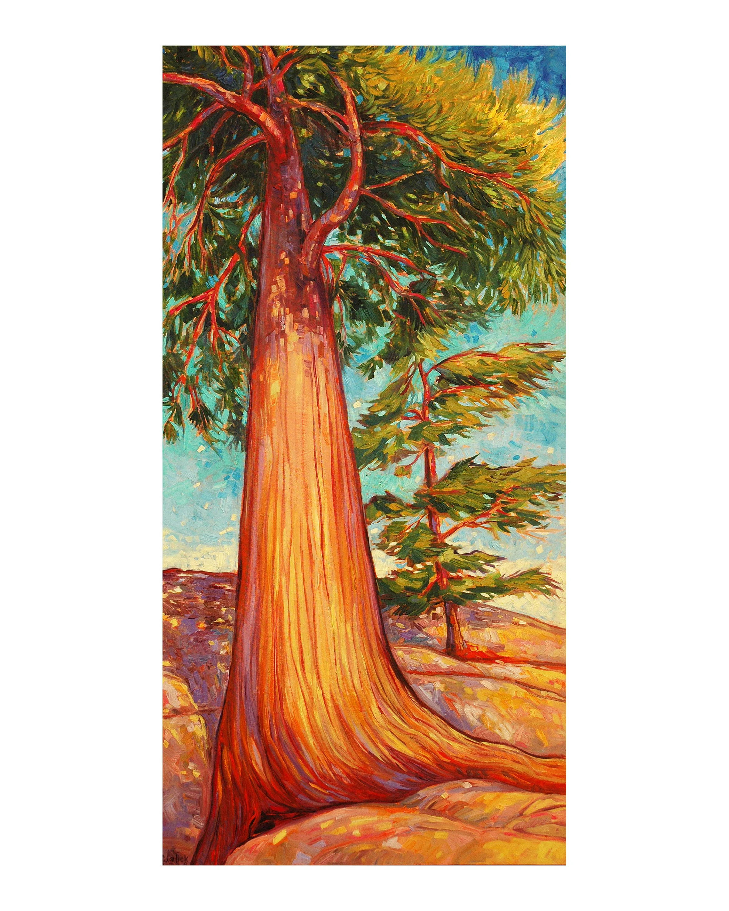 KillBear Cedar.jpg