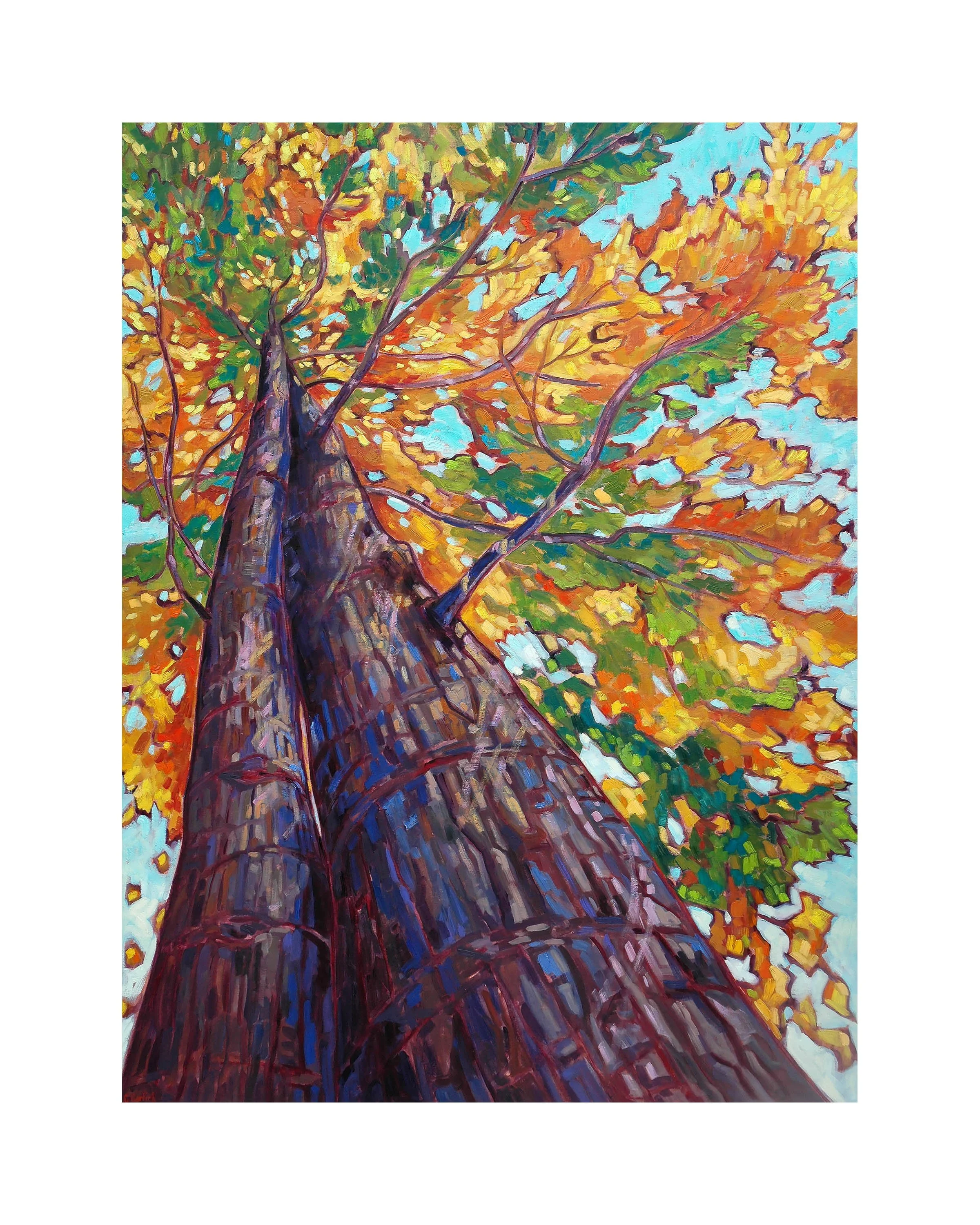 Towering Oak.jpg