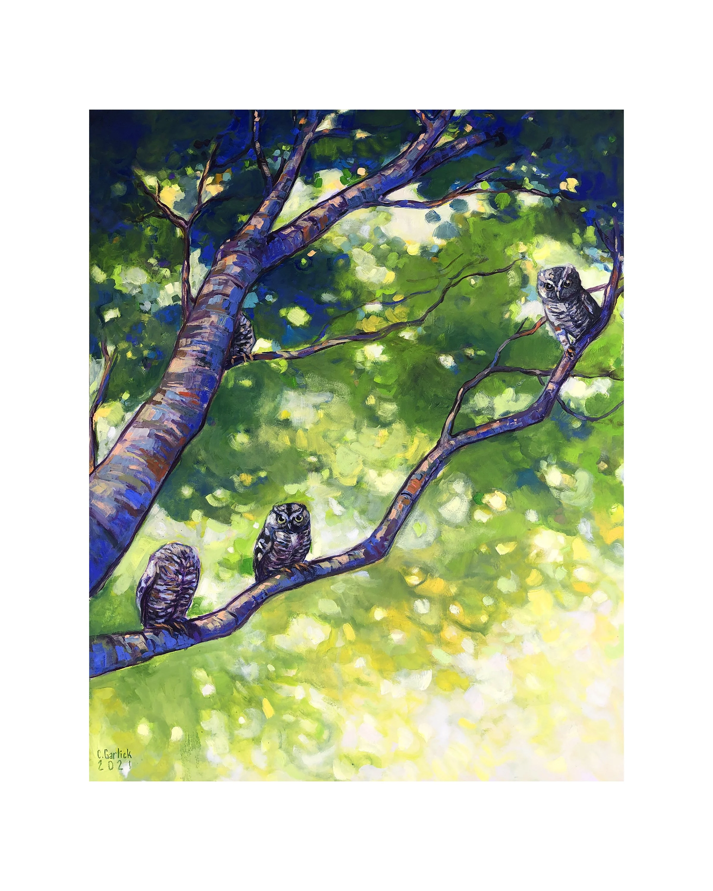 Owl Sighting.jpg
