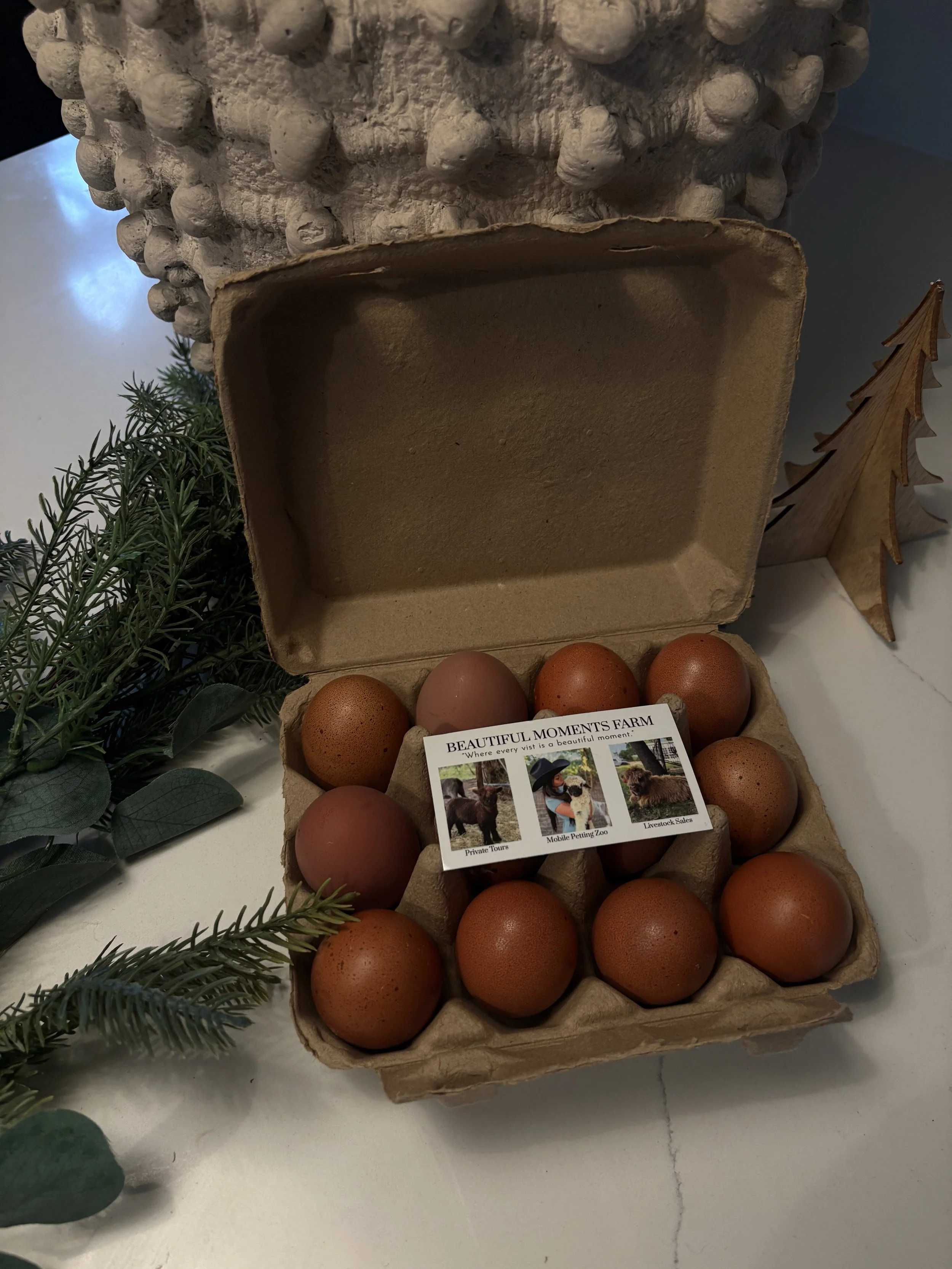 French Black Copper Maran Fertile Eggs