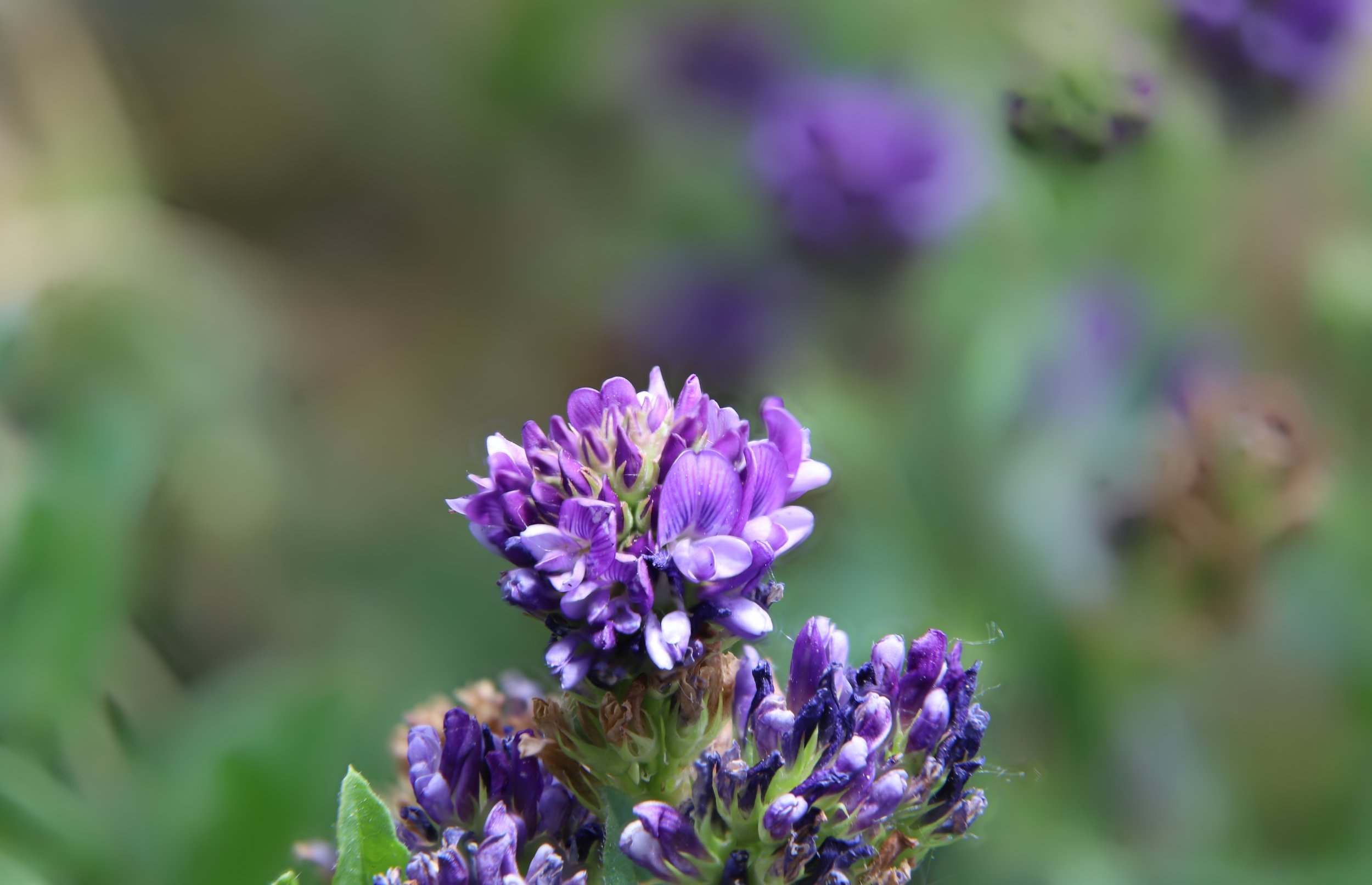 violet flower face.jpg