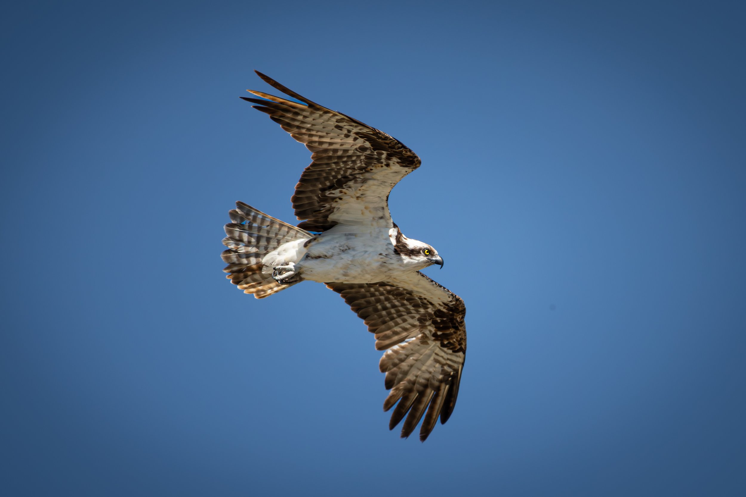 compressed_image (52).jpg