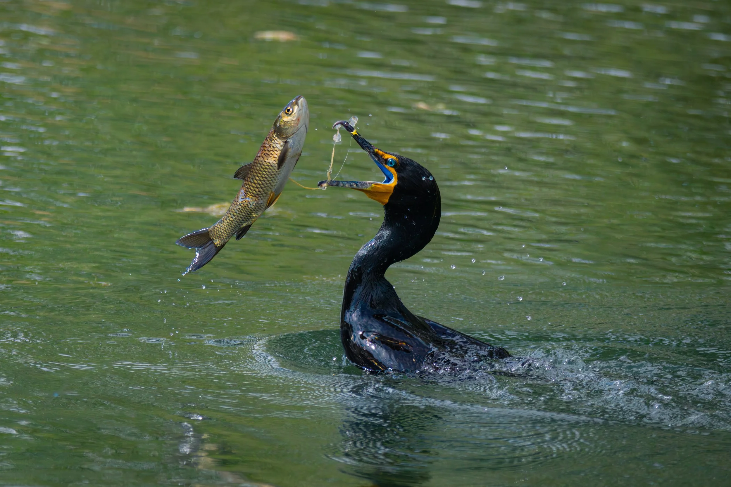 compressed_image (13).jpg