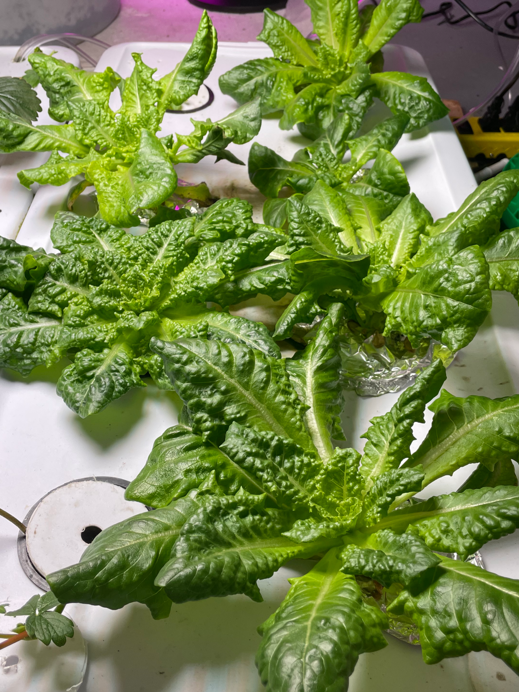 Lettuce being grown hydroponically