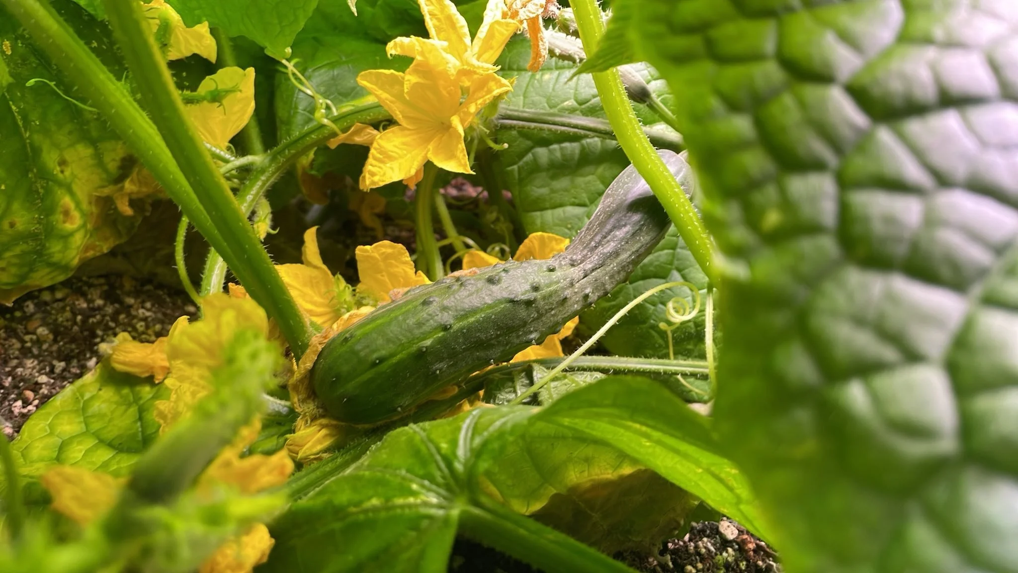 A close-up of a cucumber plant, growing hydroponically