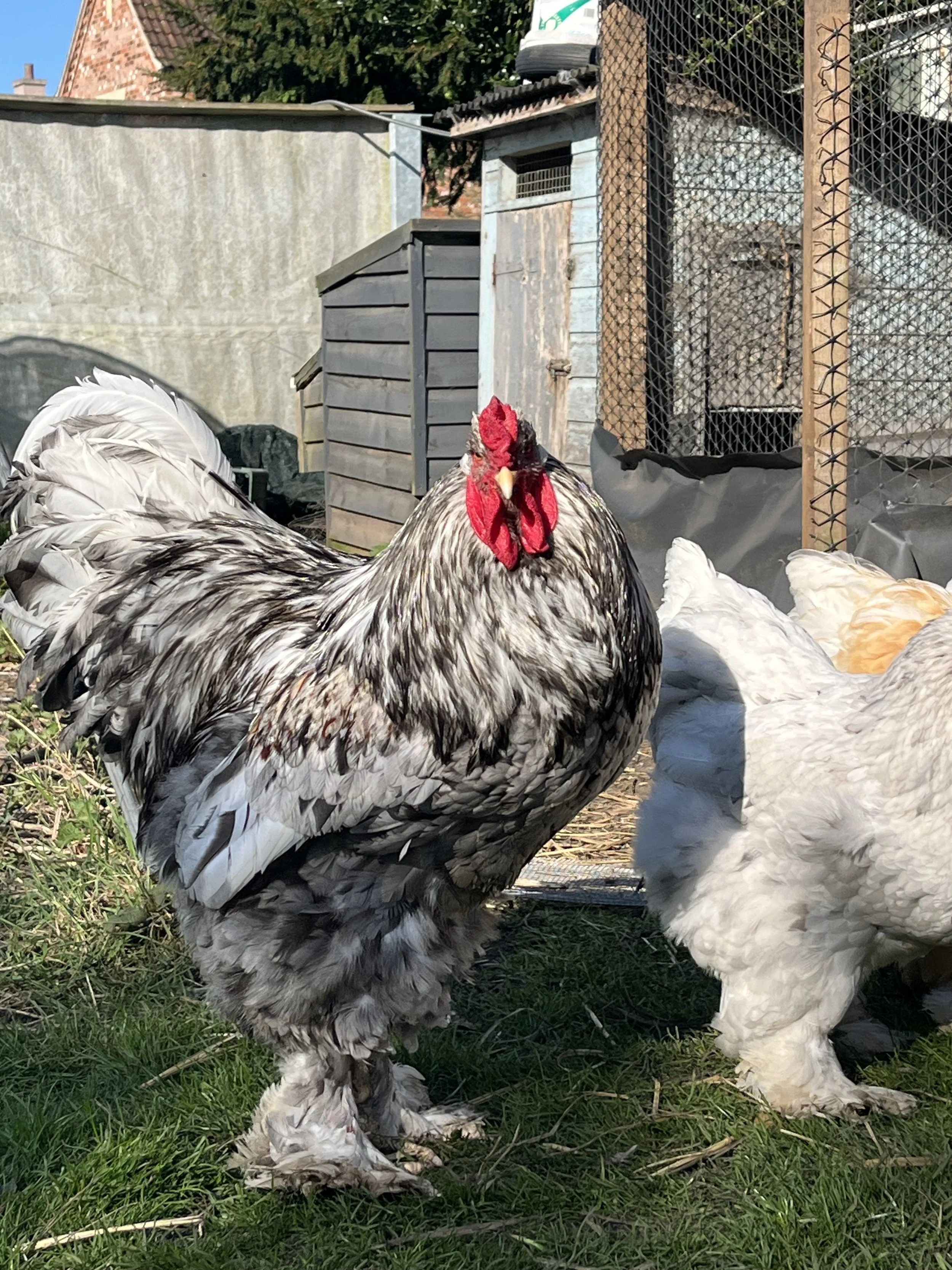Blue large fowl Brahma showing slate-blue plumage, broad frame and feathered legs