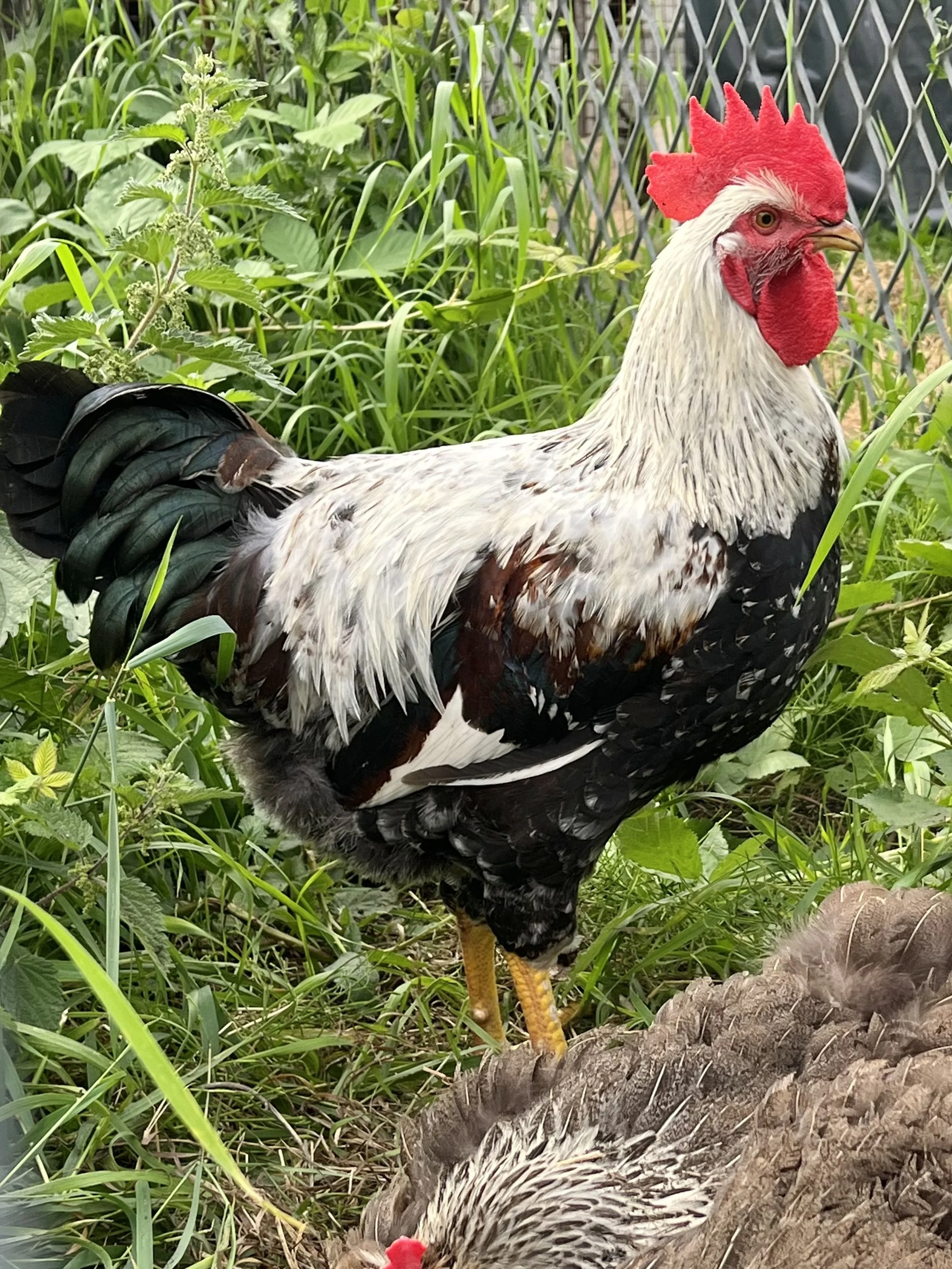 Young Silver Duckwing Welsummer cockerel