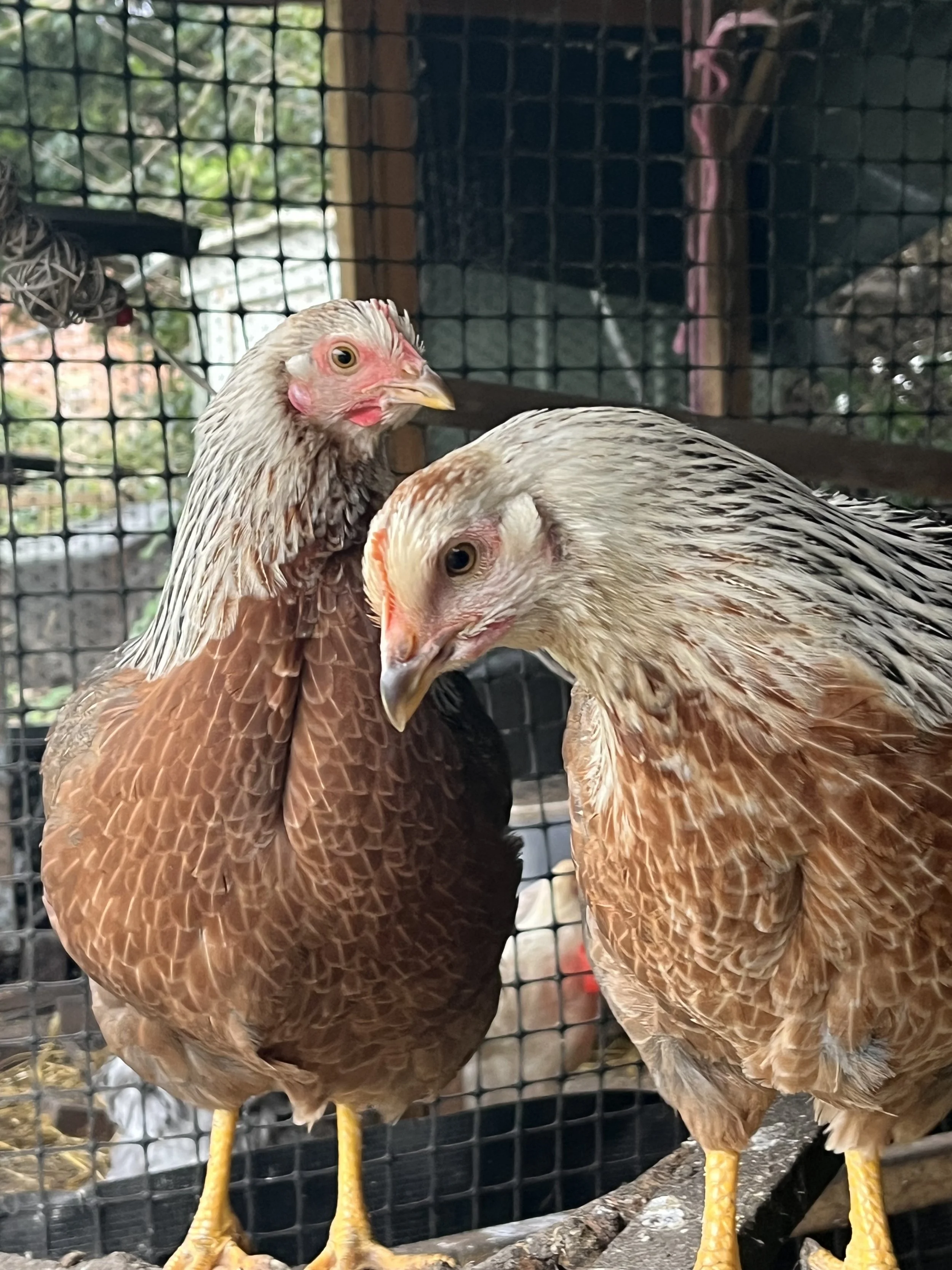 Silver Duckwing Welsummer pullets at Scully Poultry