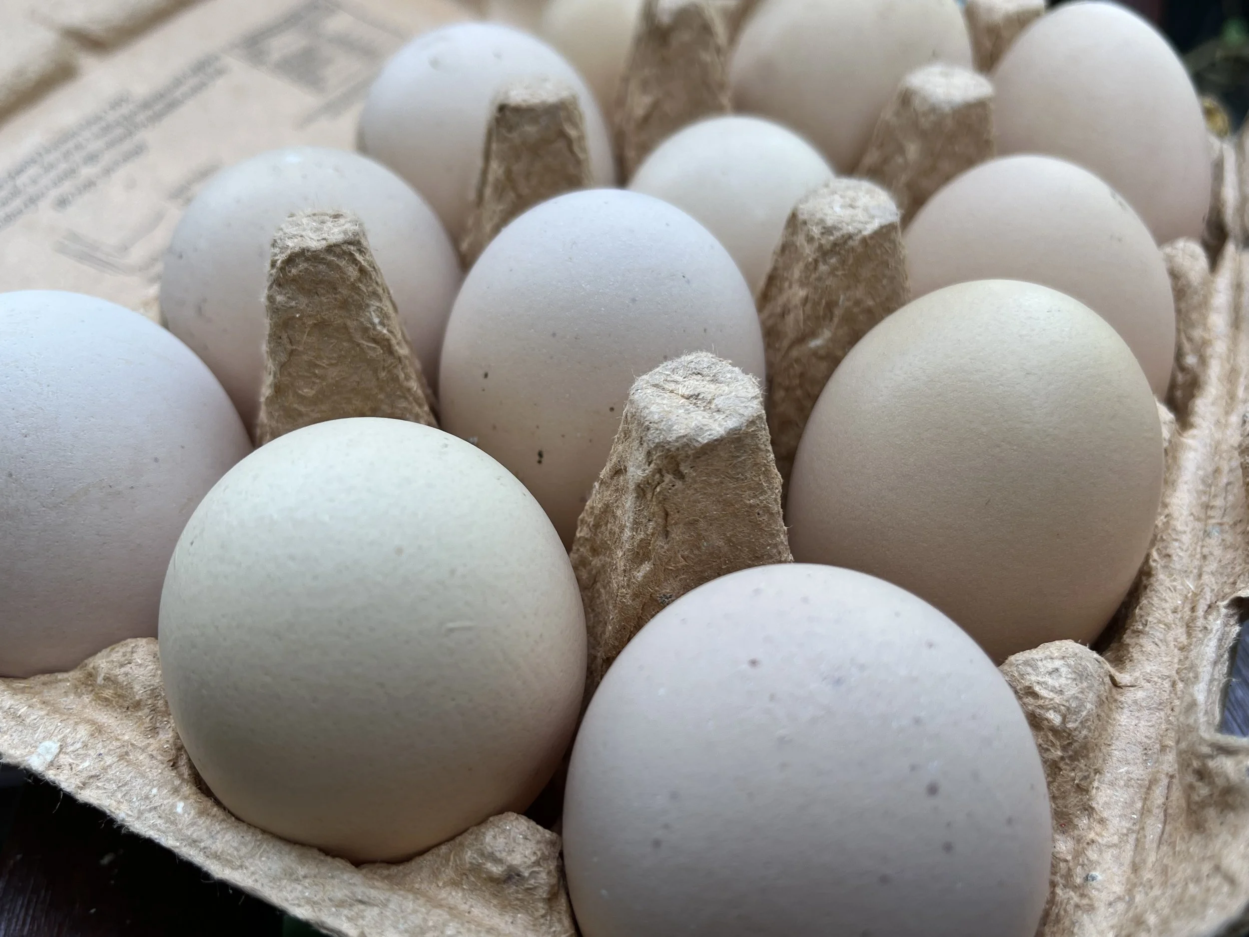 Brahma eggs showing the breed's tinted to light-brown shell colour