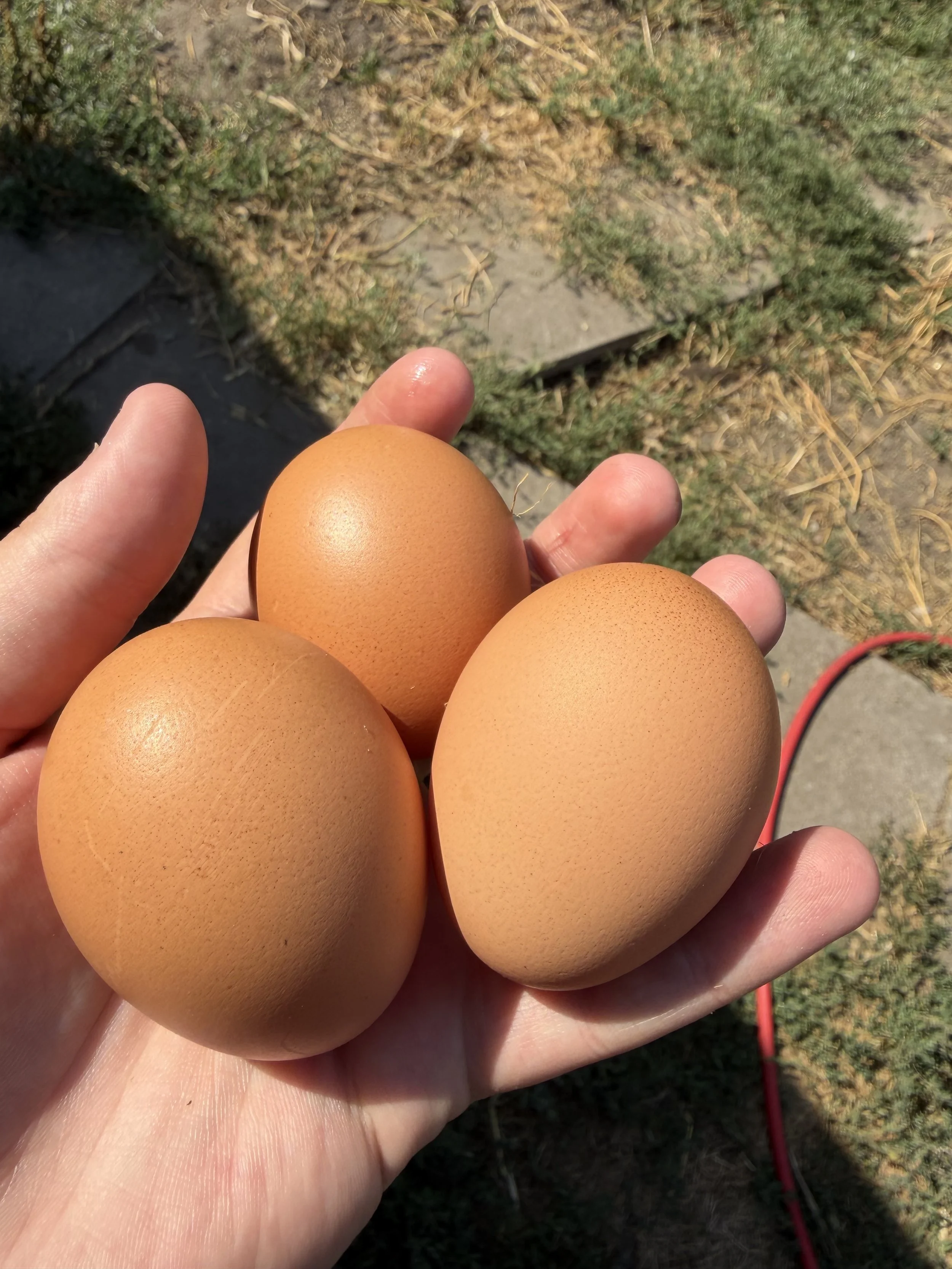English Marans eggs late in the laying season