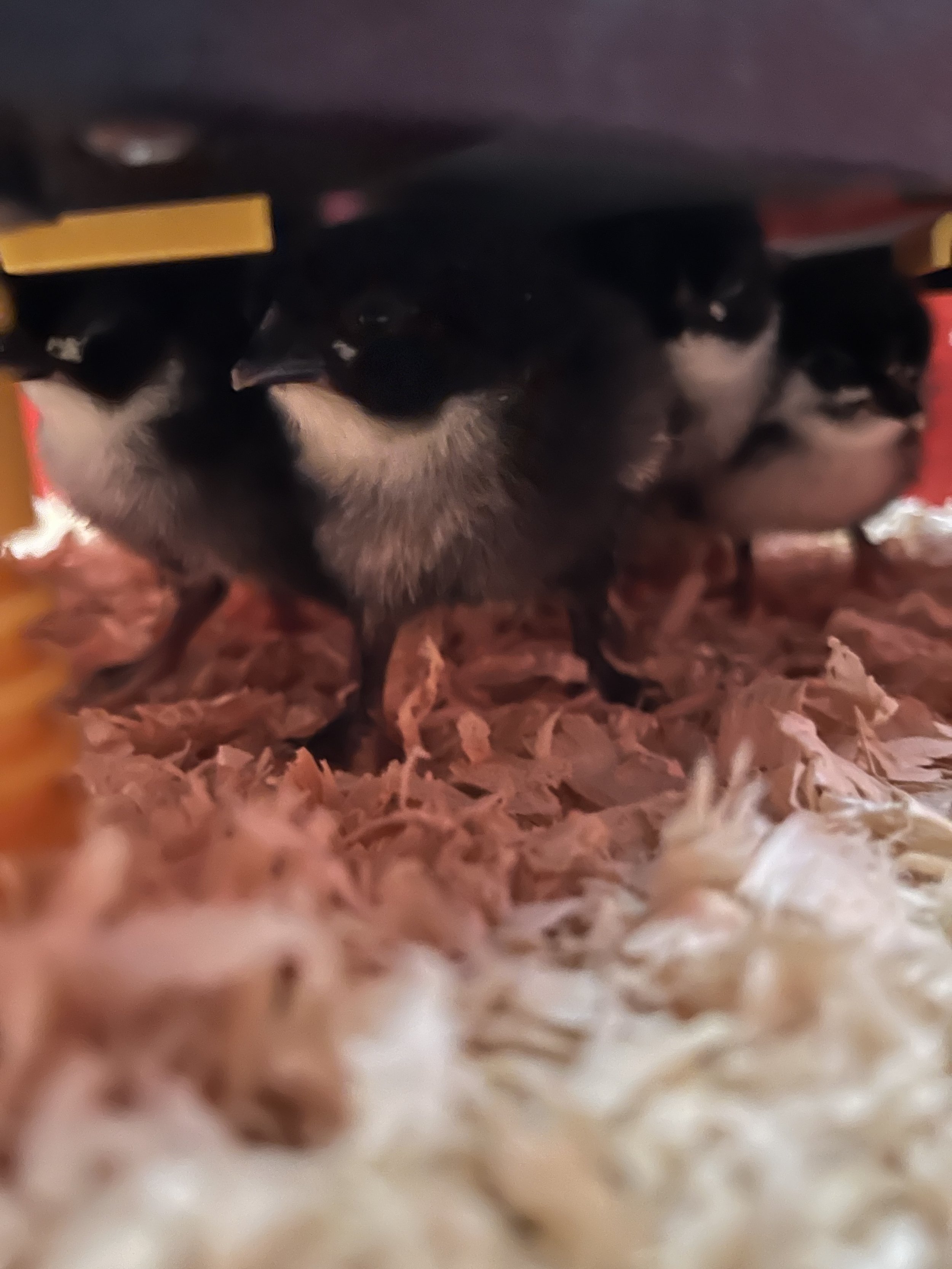 Black Copper French Marans chicks at Scully Poultry