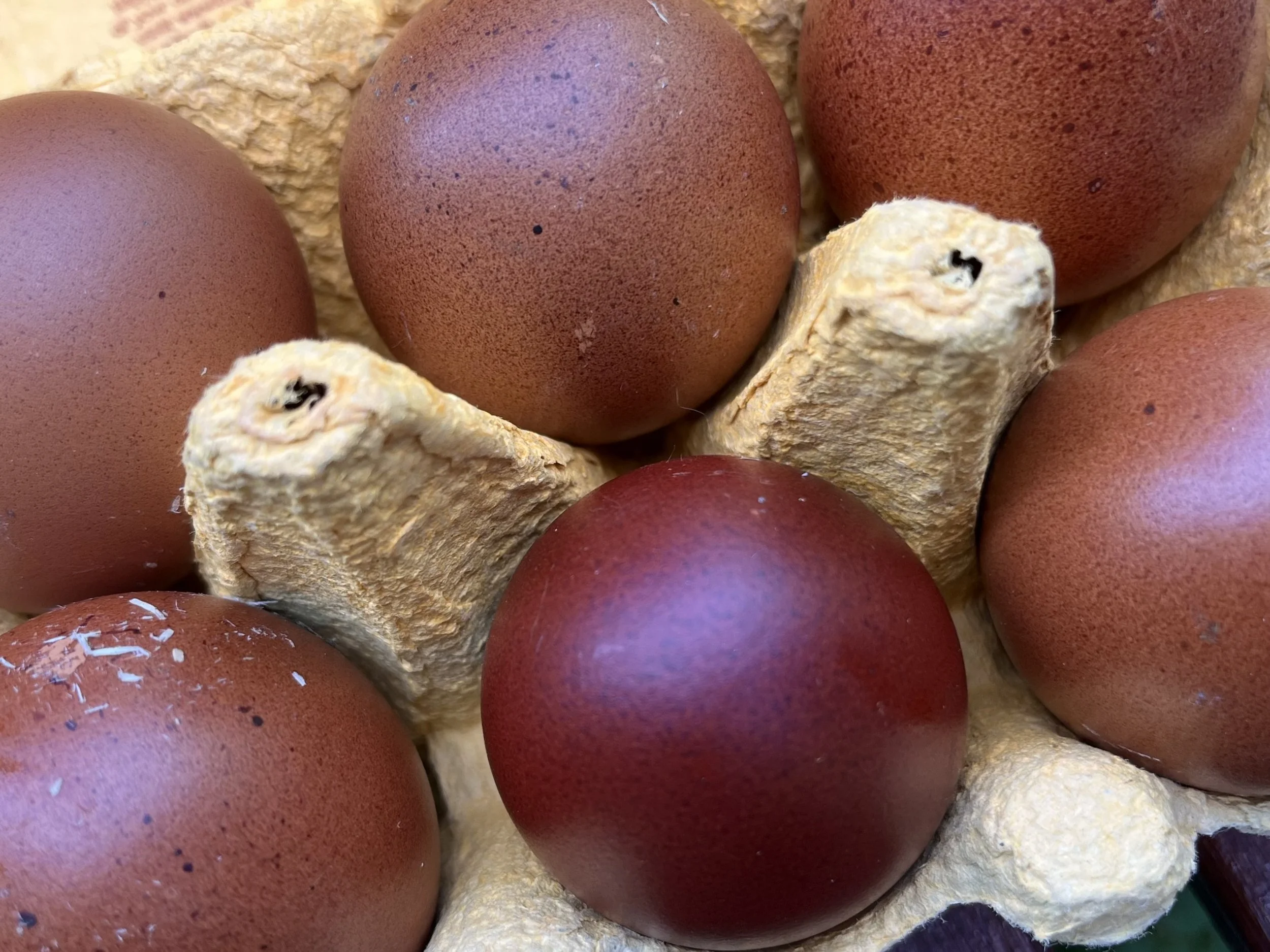 Dark French Marans eggs showing characteristic reddish-brown shell colour