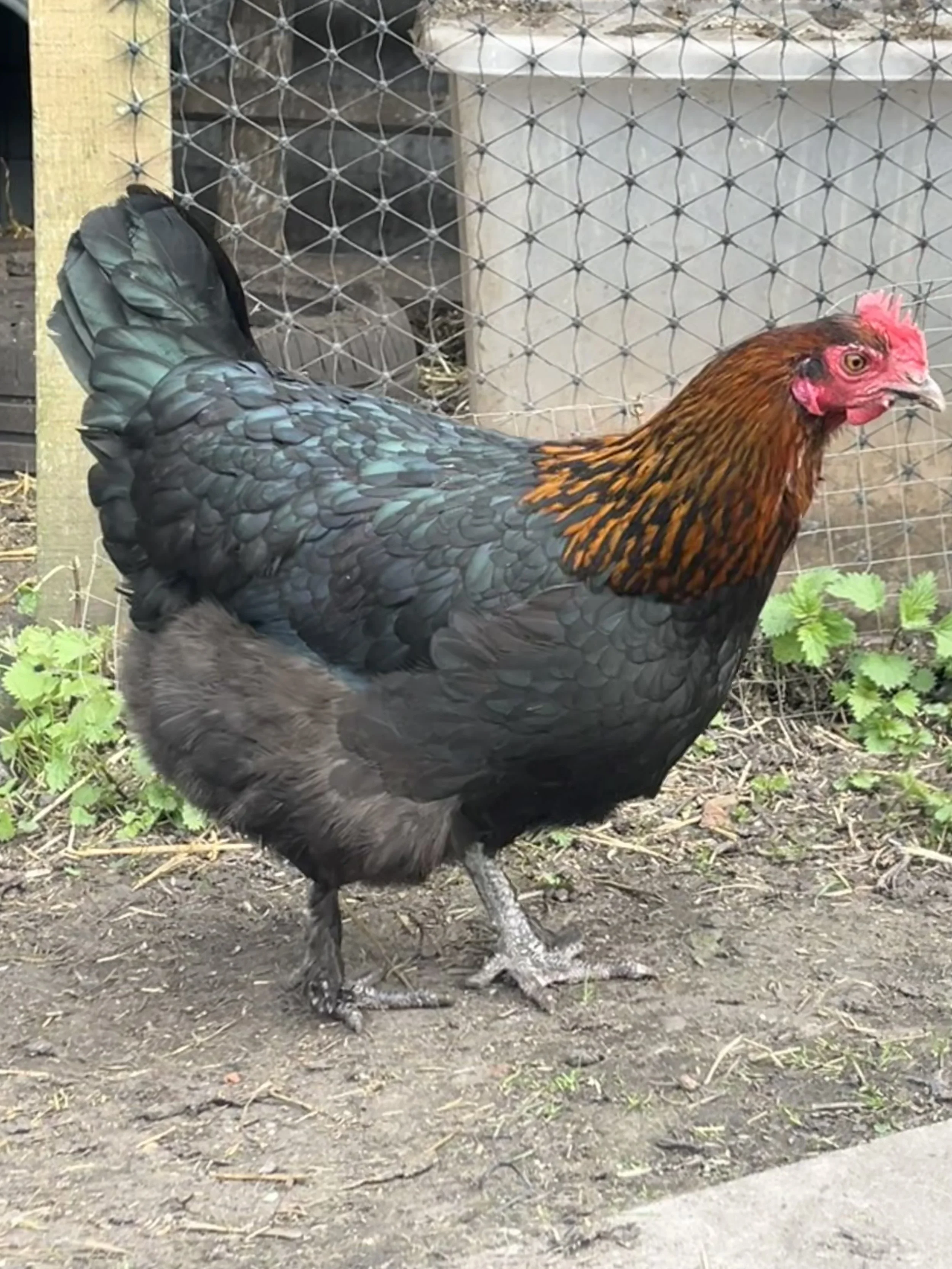 Black Copper French Marans hen showing traditional Marans body type at Scully Poultry