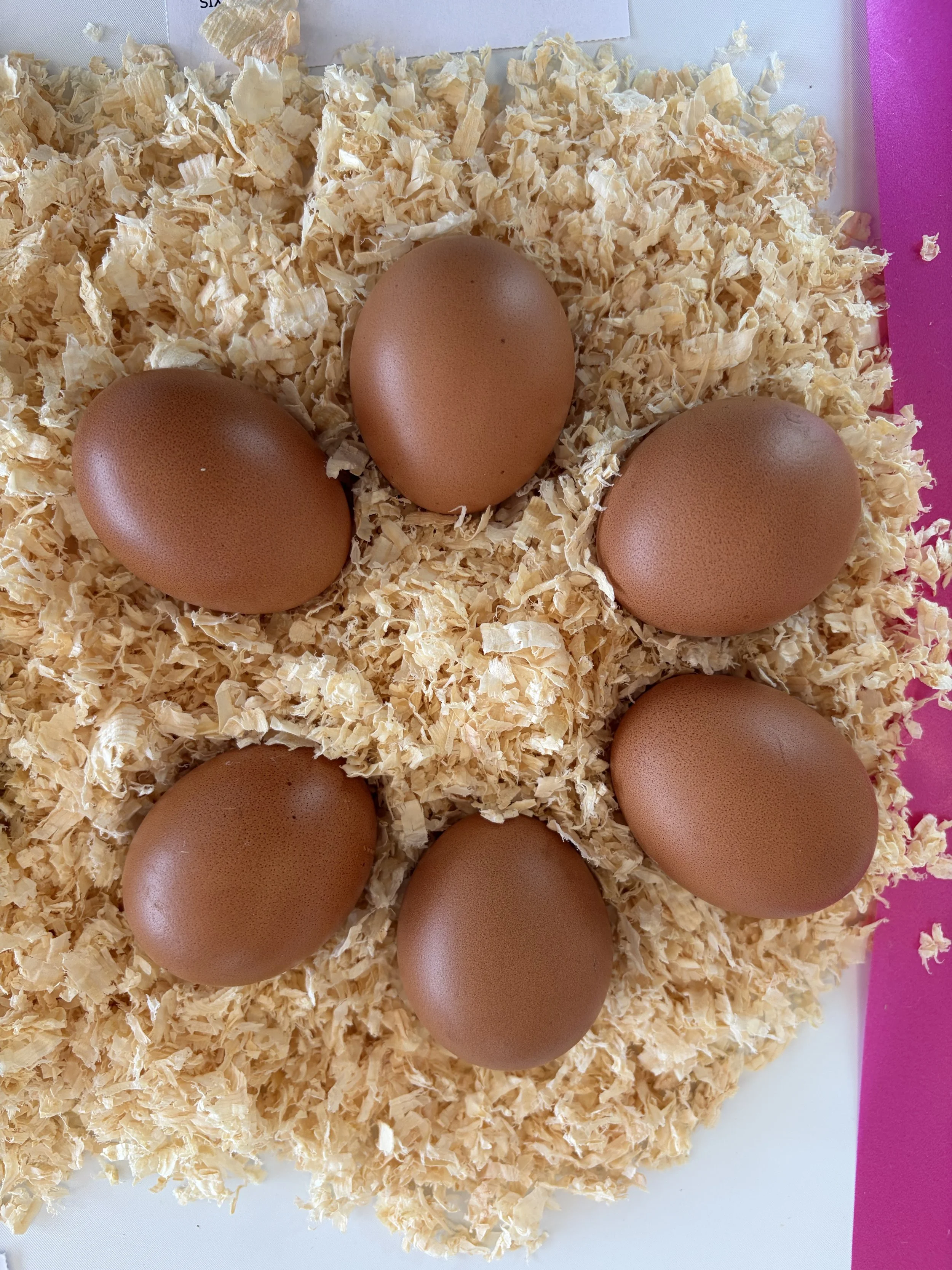 English Marans brown eggs showing characteristic shell colour