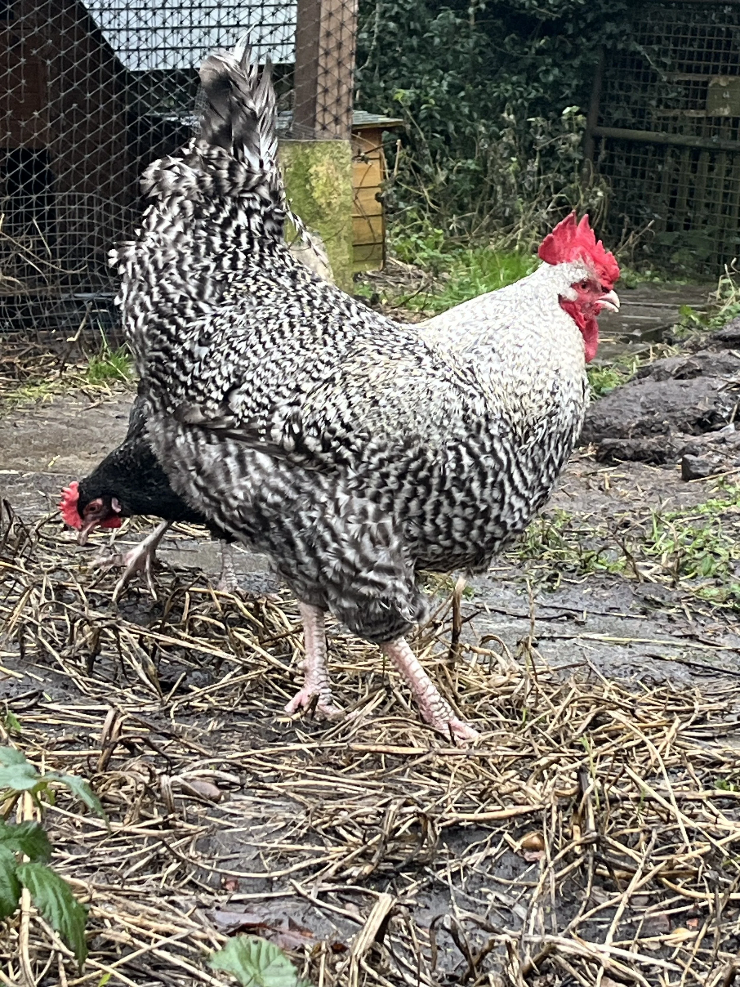 Dark Cuckoo English Marans Hatching Eggs (1 dozen)