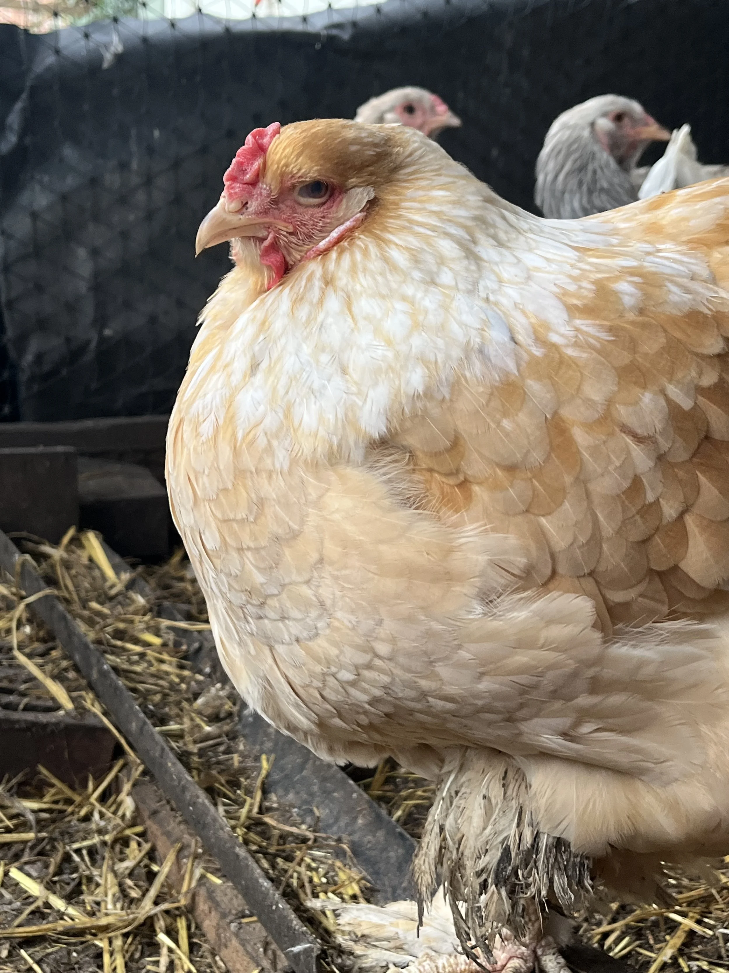 Lemon Pyle Brahma