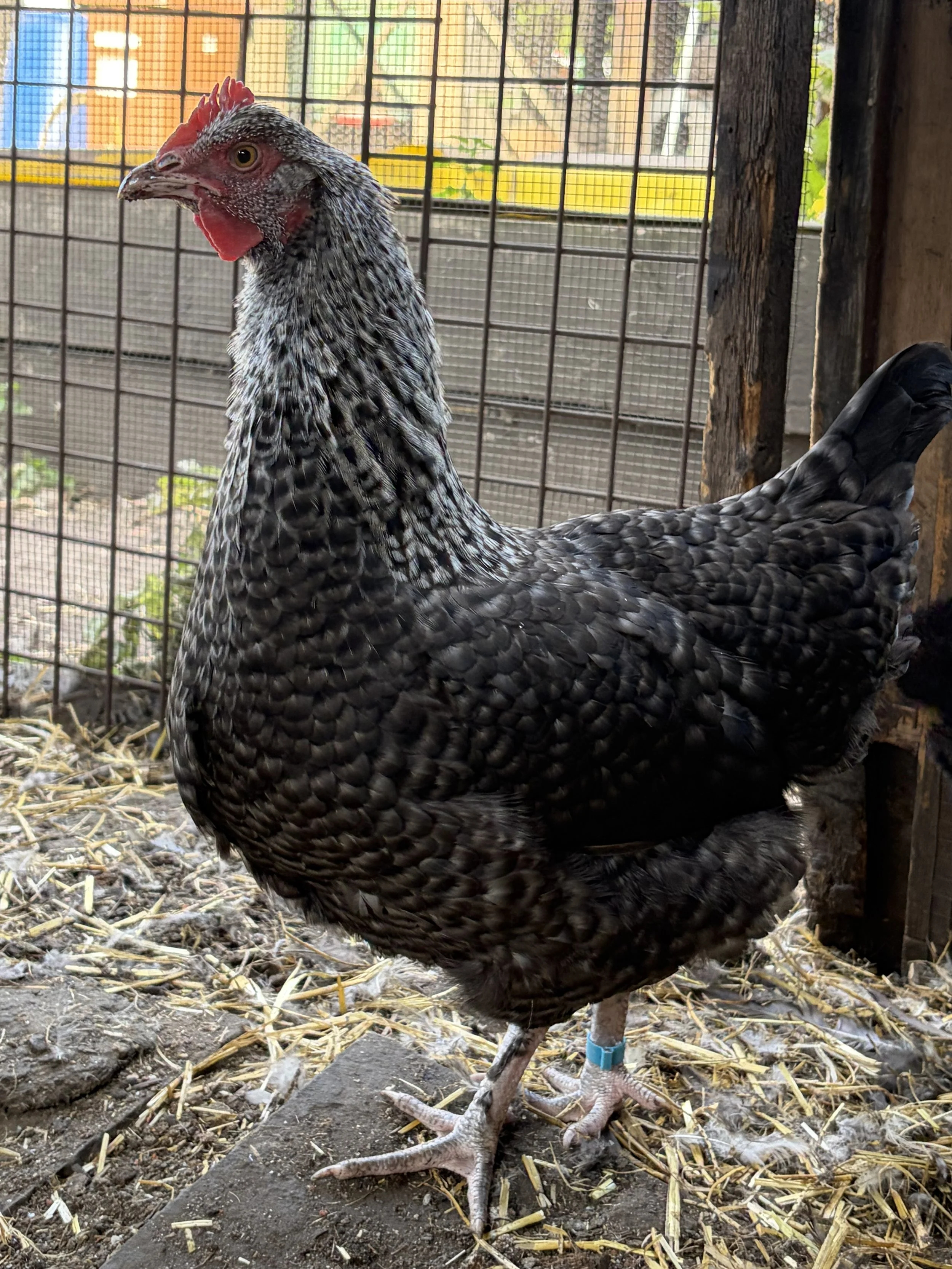 Silver Cuckoo French Marans