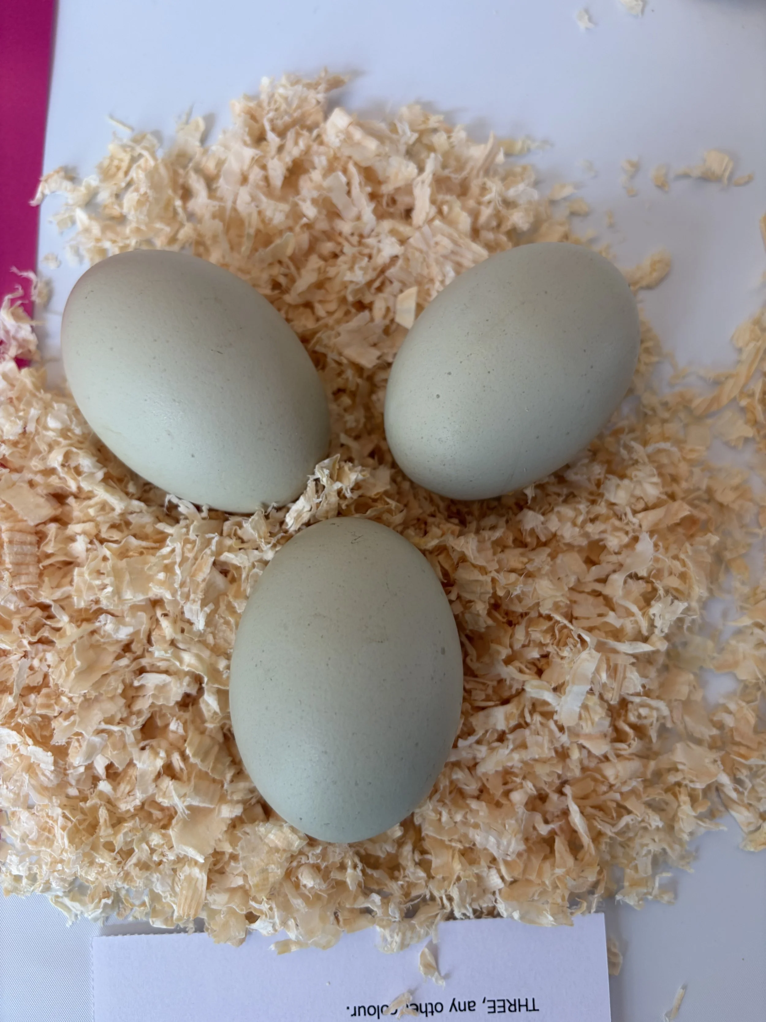 Three green eggs entered at the Great Yorkshire Show