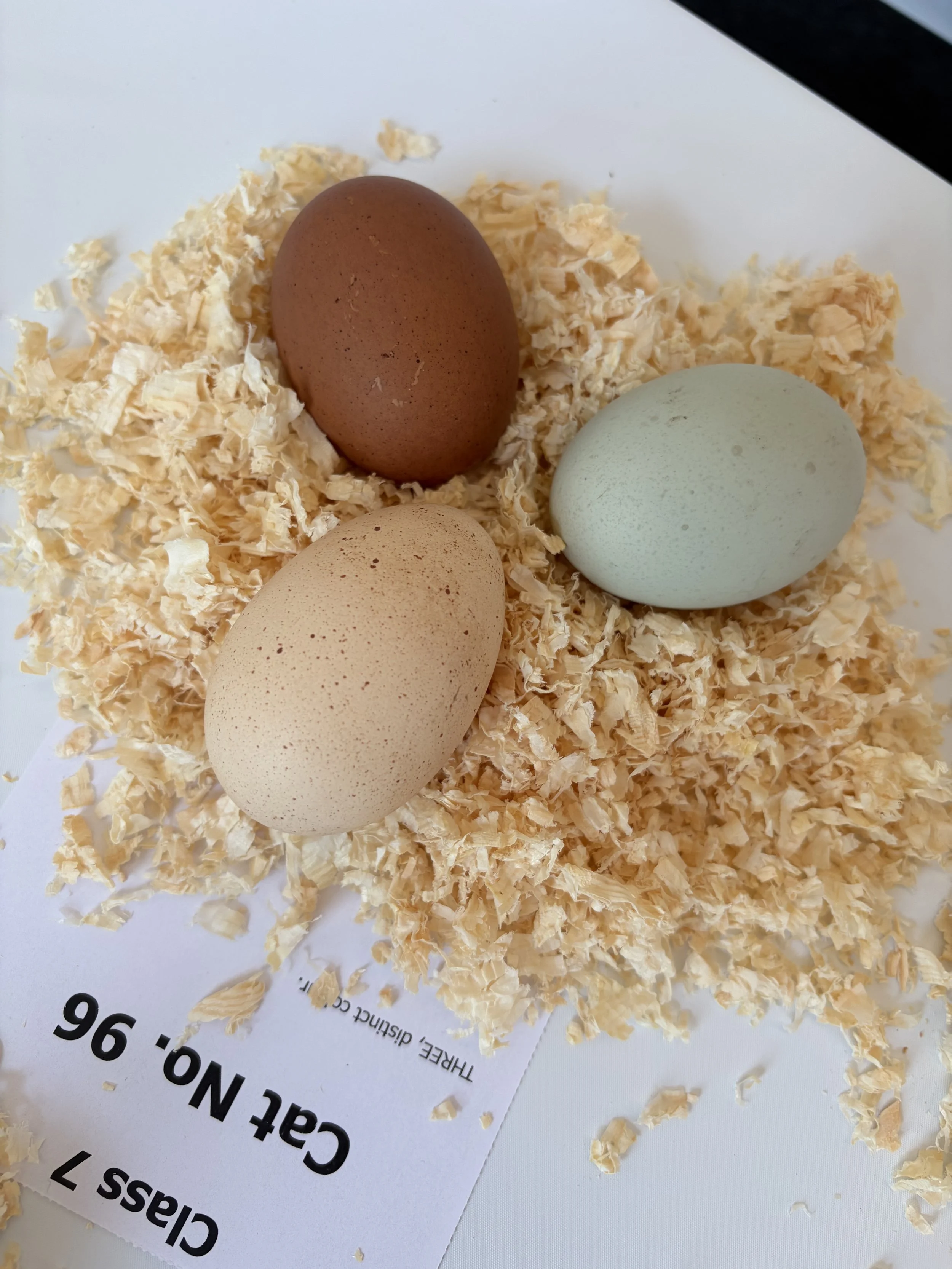 Another three-distinct-colour egg entry from Scully Poultry