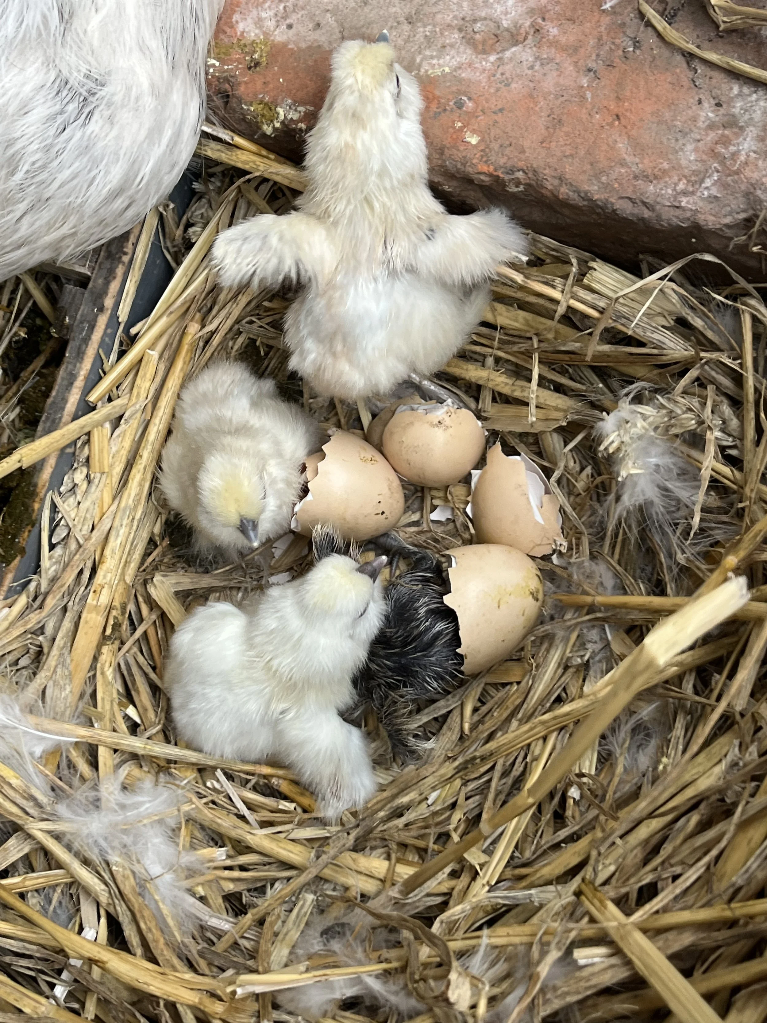 Silkie bantam eggs and newly hatched chicks at Scully Poultry
