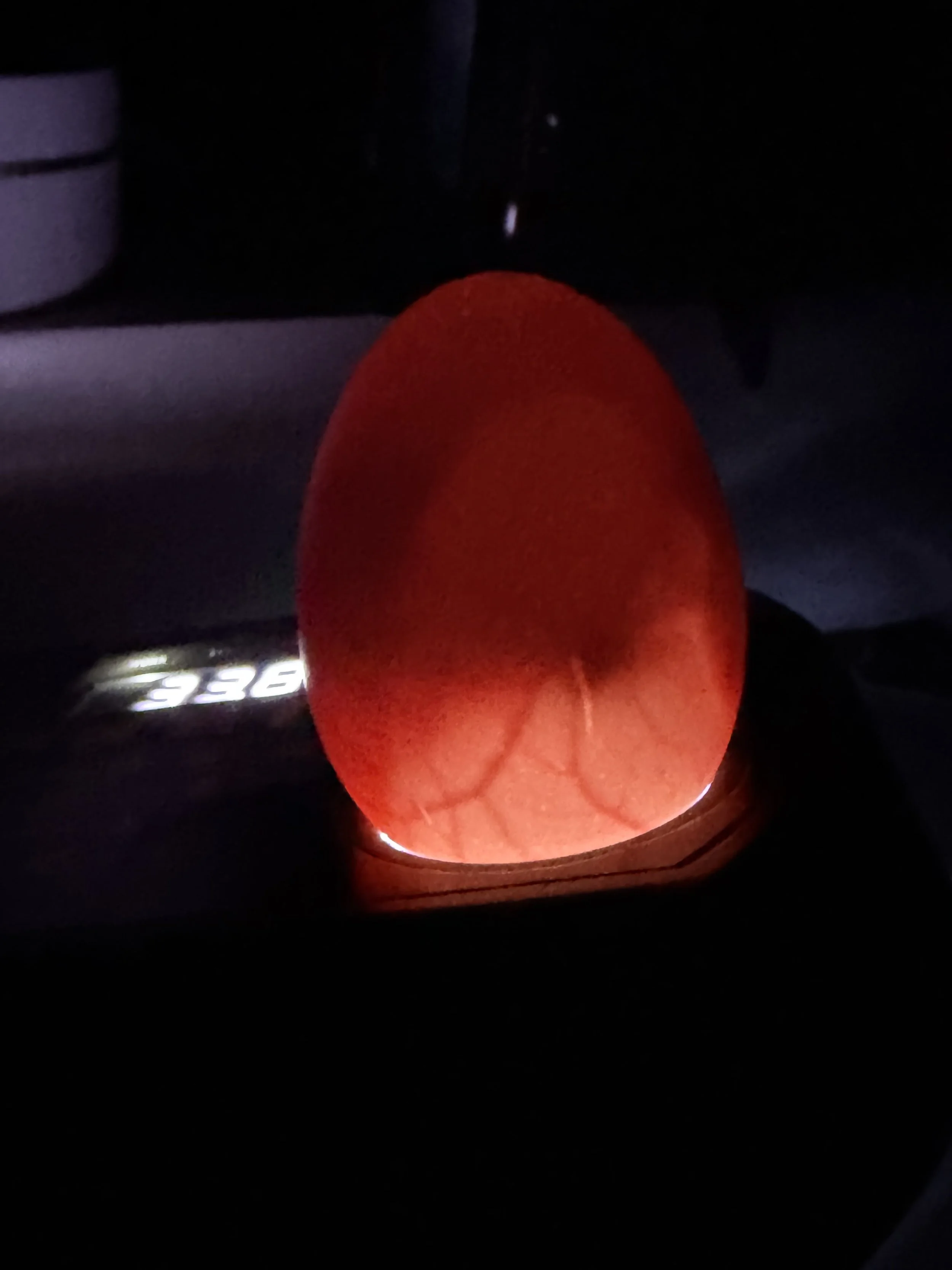 Candled egg showing a developing embryo