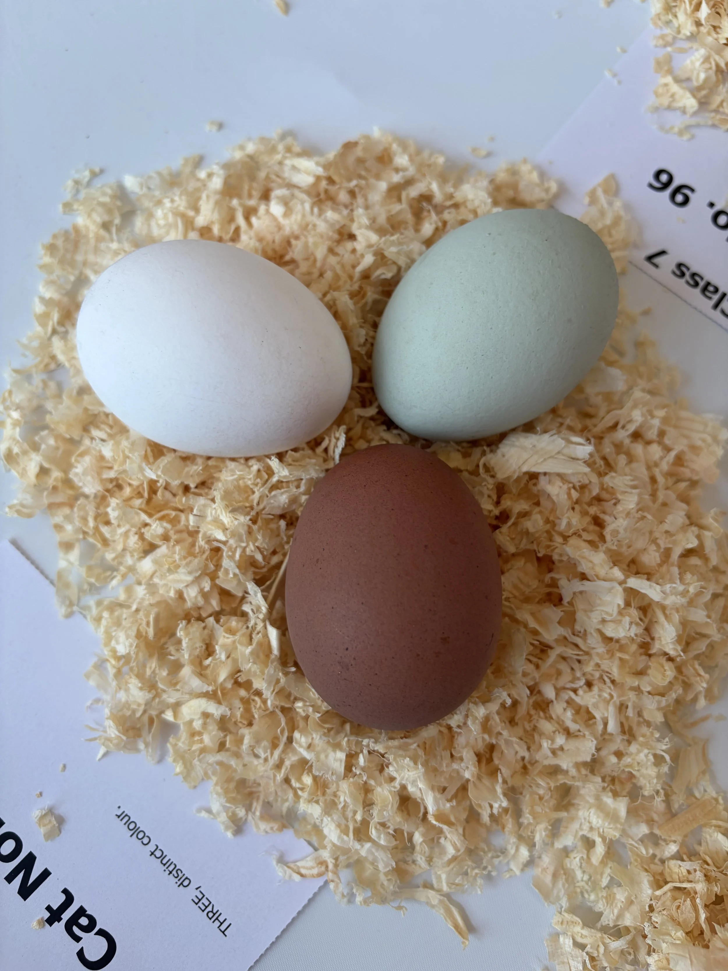 Three distinct-colour eggs entered by Scully Poultry at the Great Yorkshire Show