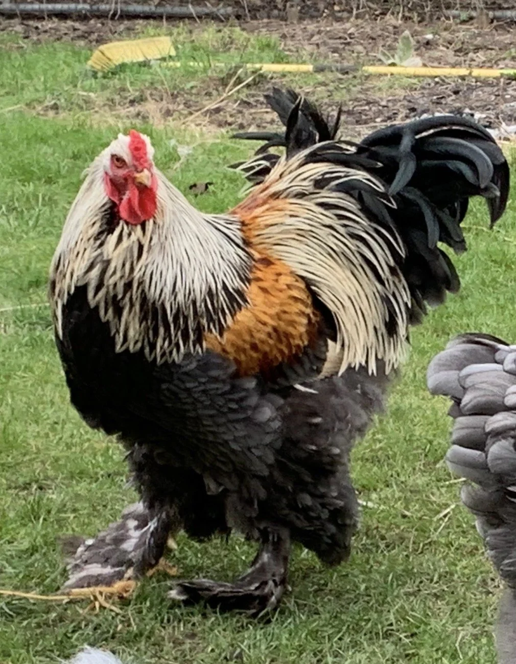 Blue Silver Orange Brahma from the Scully Poultry flock