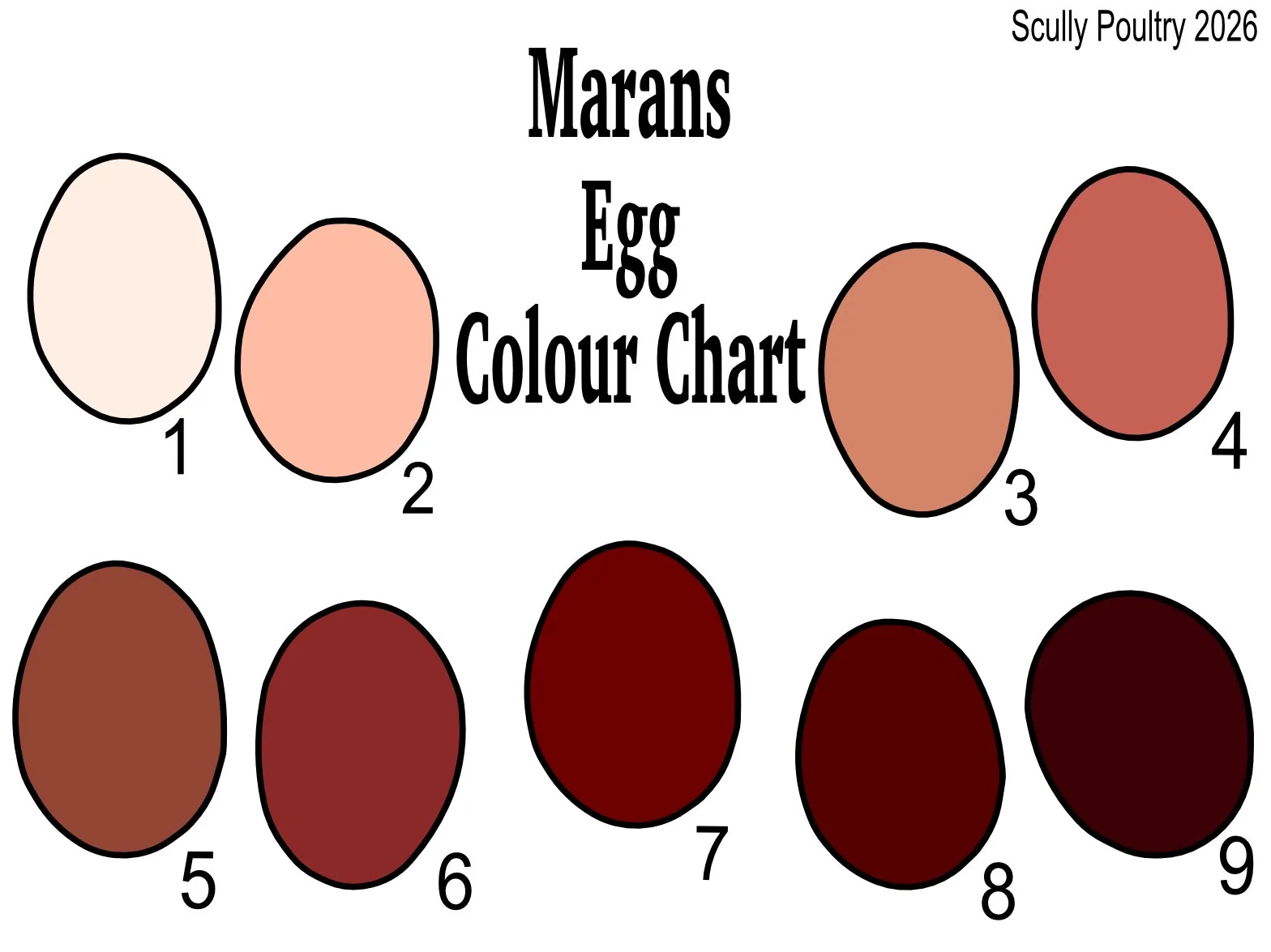 Scully Poultry Marans egg colour chart