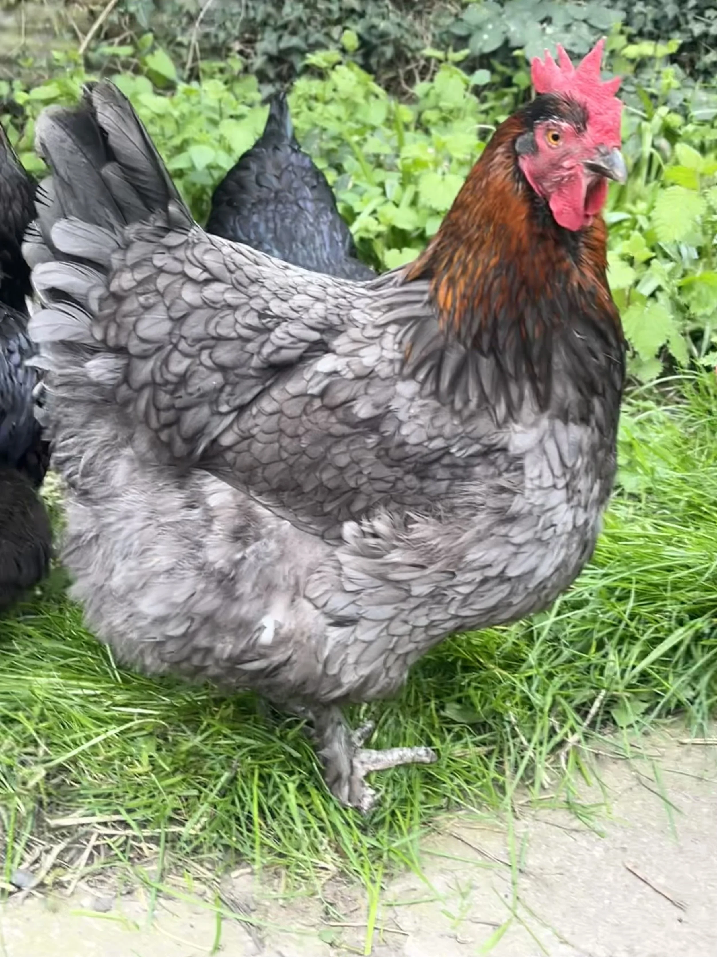 Blue Copper French Marans hen at Scully Poultry