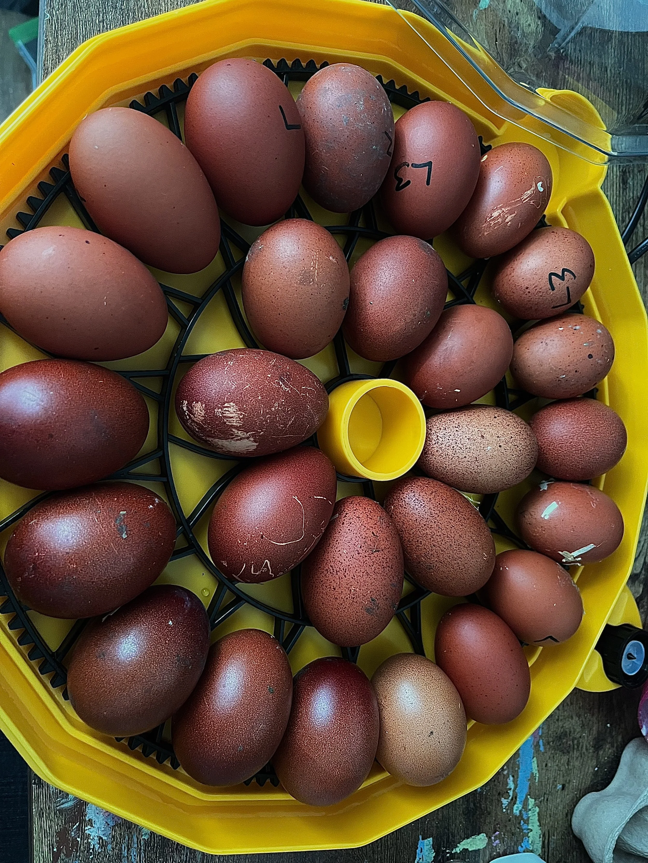 French Marans hatching eggs in an incubator at Scully Poultry